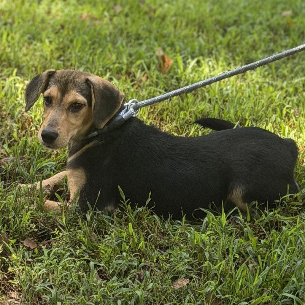 Luna, Adoptable, Puppy Female Beagle.
