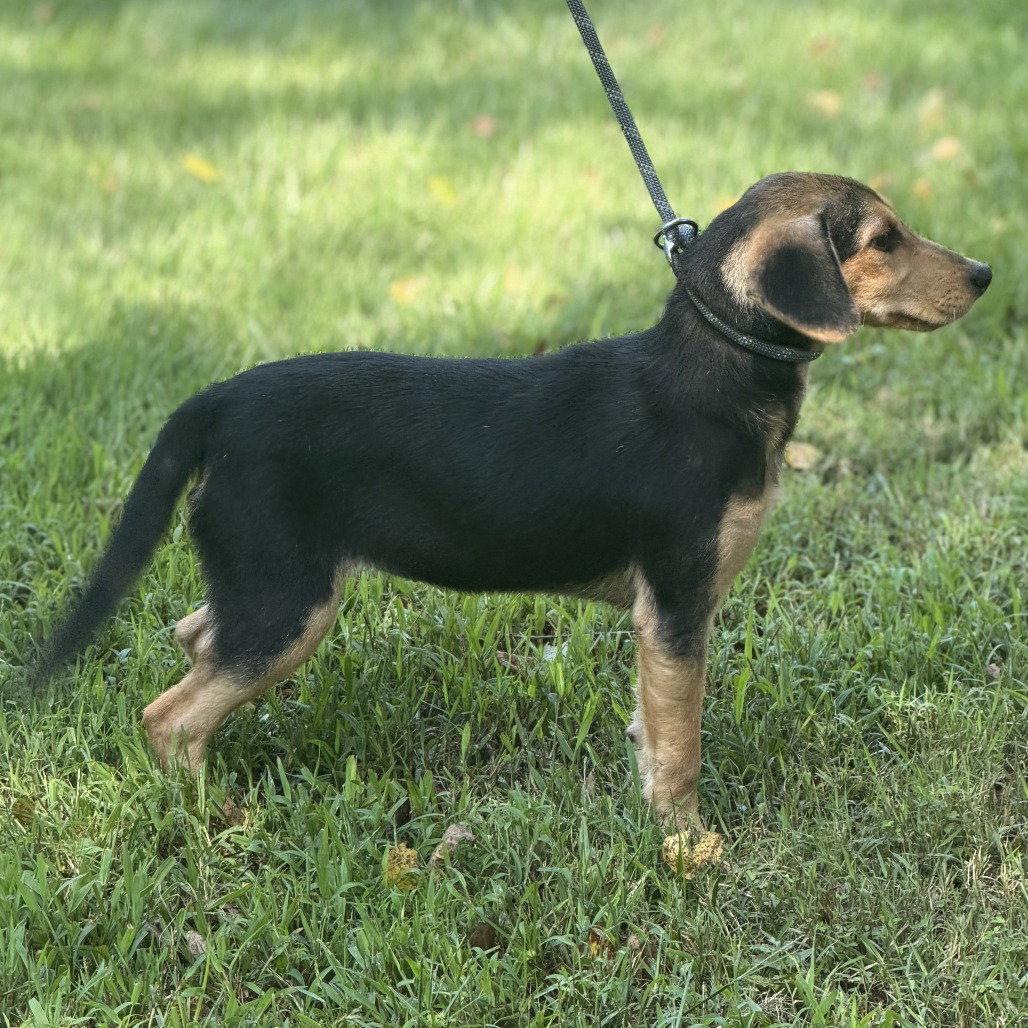 Enlarge Luna, a Adoptable Beagle in Locust Fork, AL image 2/3