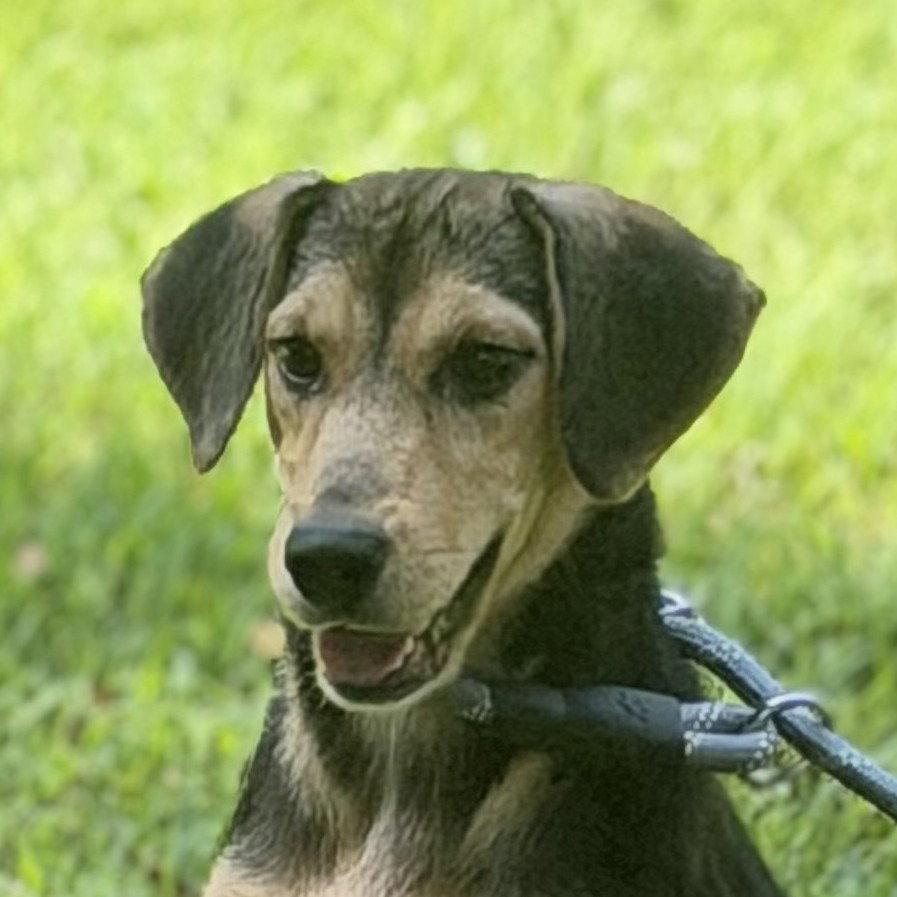 Enlarge Luna, a Adoptable Beagle in Locust Fork, AL image 3/3
