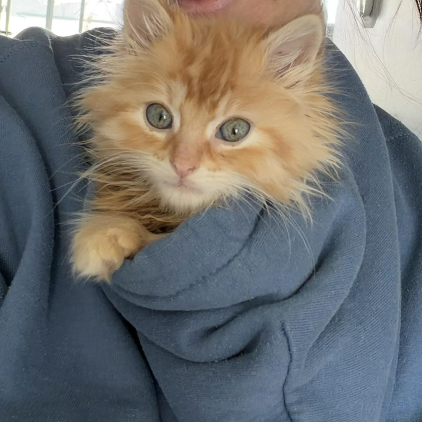 Aloe, Adoptable, Kitten Male Domestic Long Hair & Tabby.