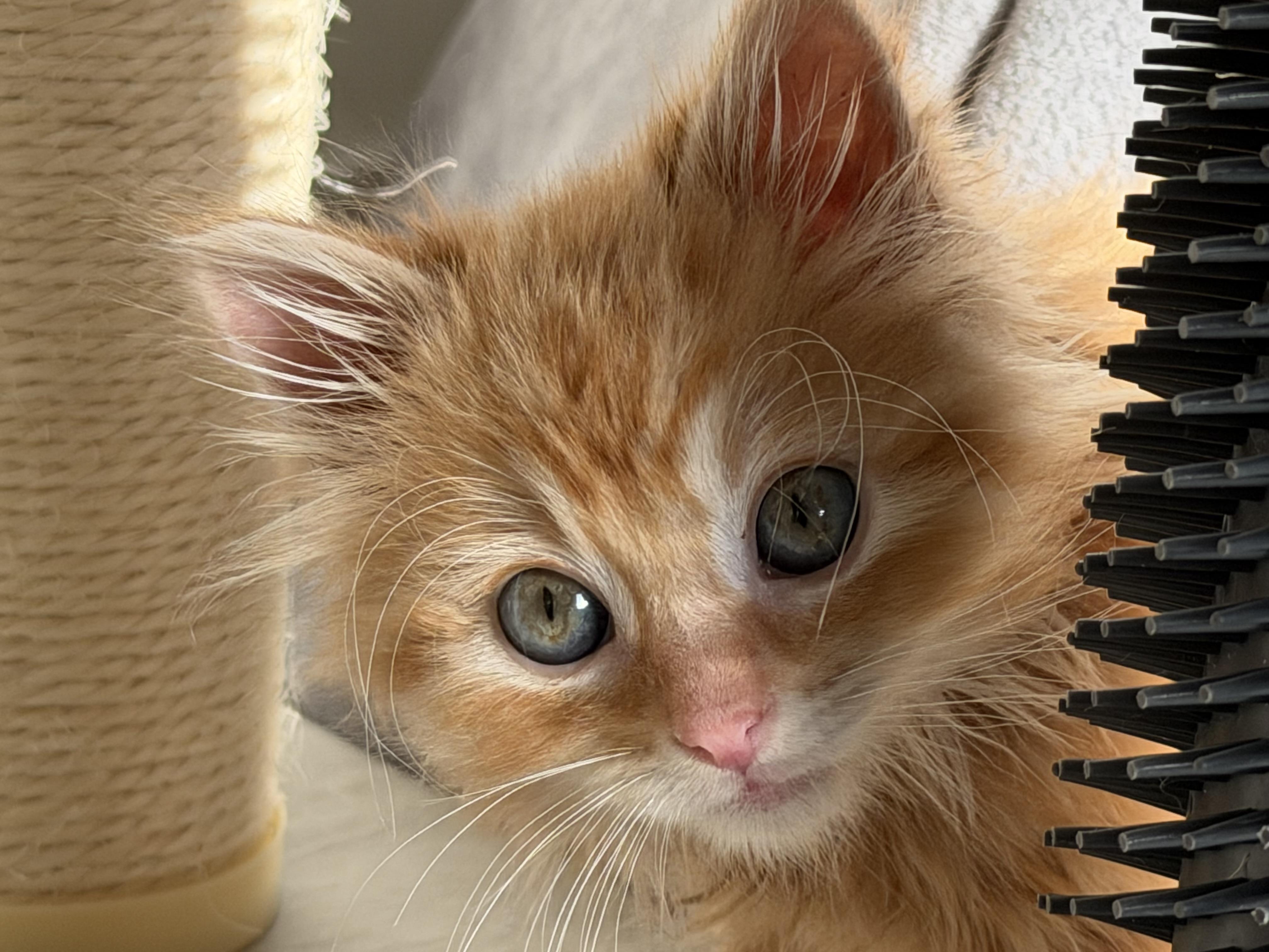 Aloe, a Adoptable mixed breed in Midvale, UT image 5/6