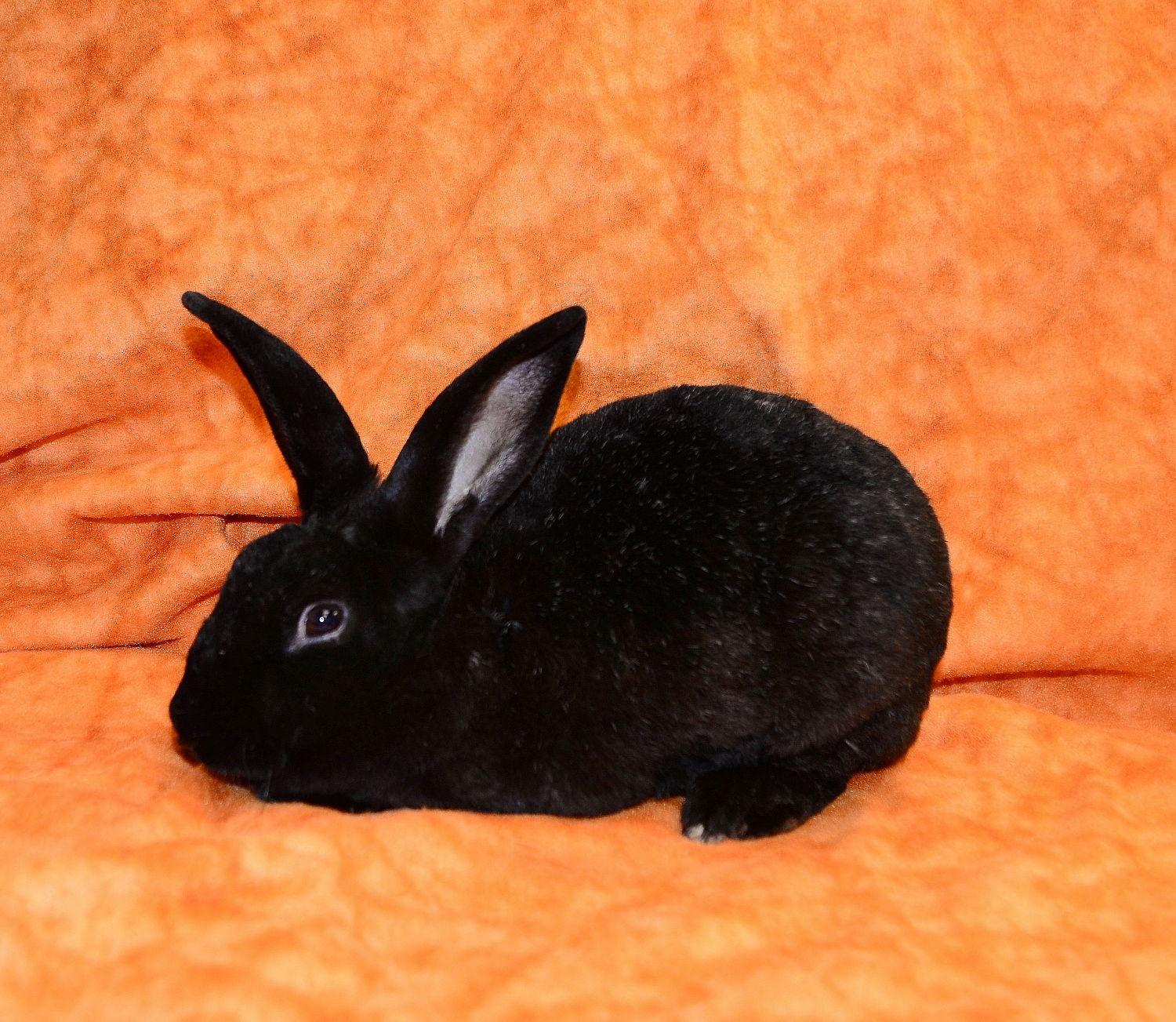Midnight Sky, Adoptable, Adult Female Mini Rex.