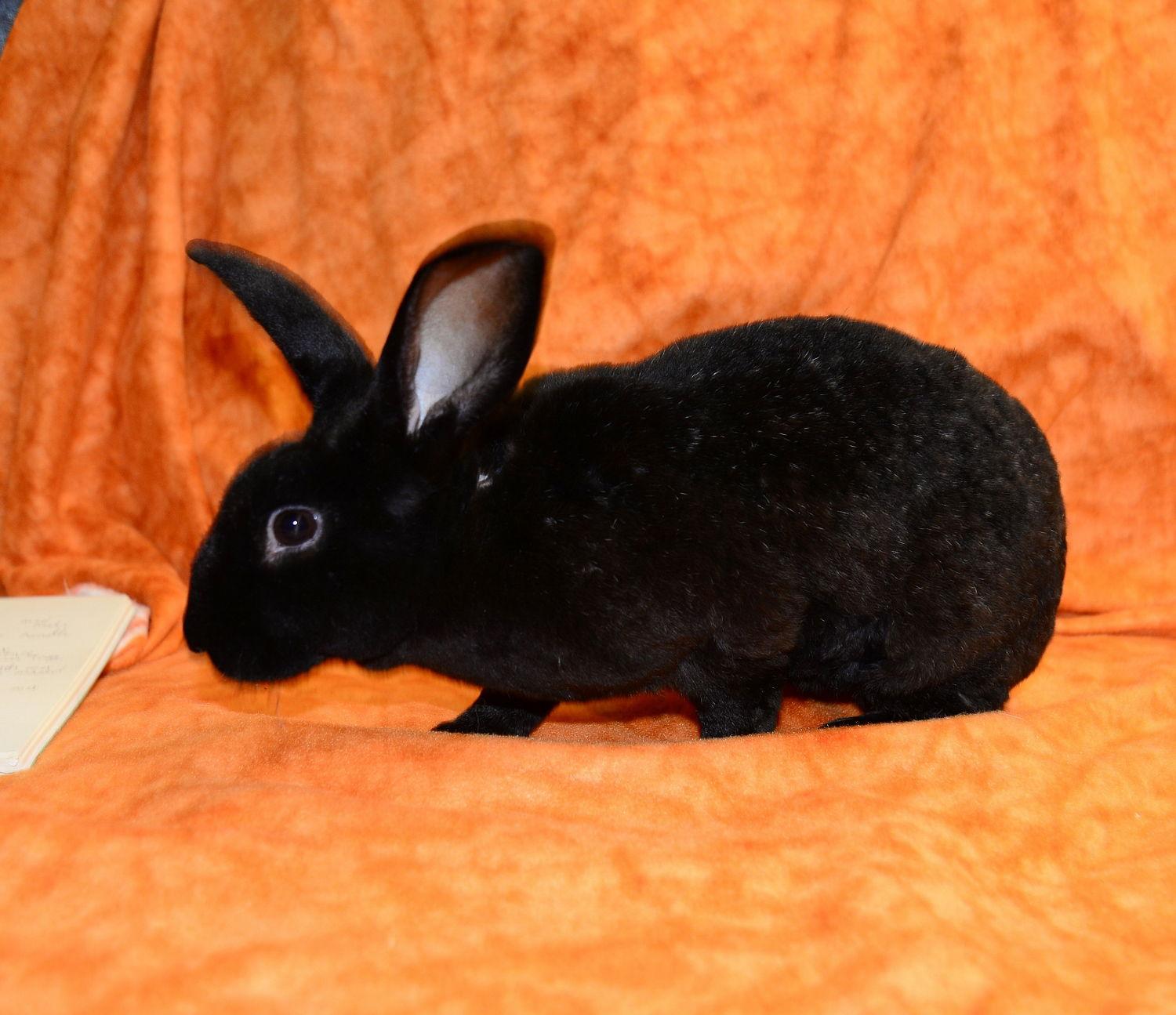 Midnight Sky, a Adoptable Mini Rex in Chesterfield, MO image 2/3