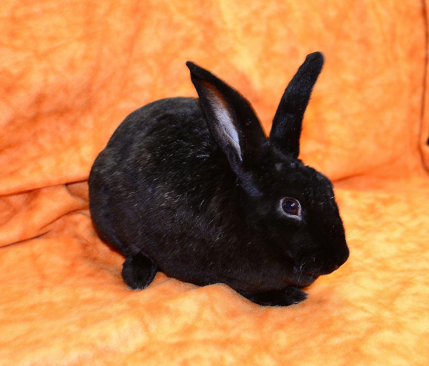 Midnight Sky, a Adoptable Mini Rex in Chesterfield, MO image 3/3