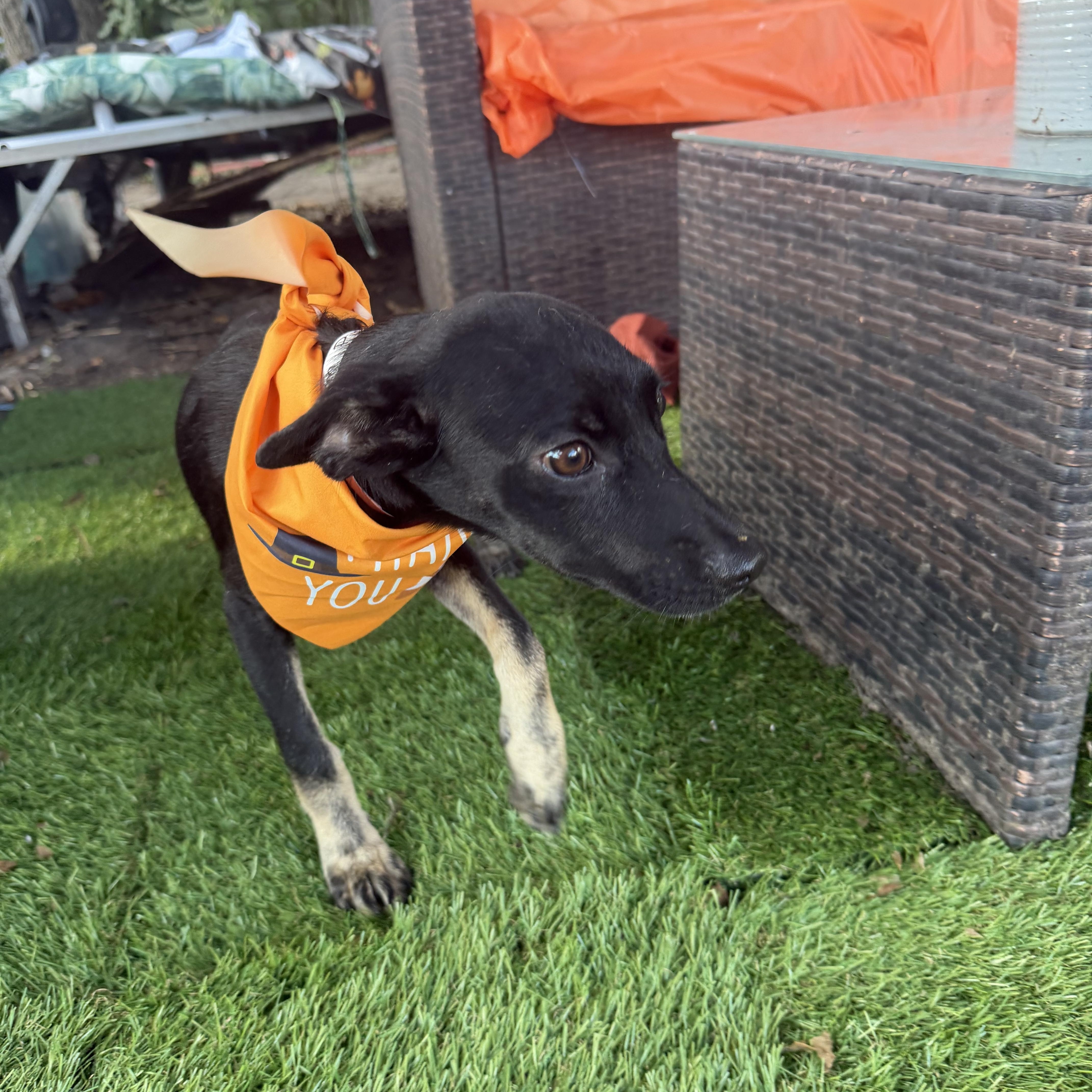 Enlarge Adam, a Adoptable mixed breed in Warwick, RI image 2/5
