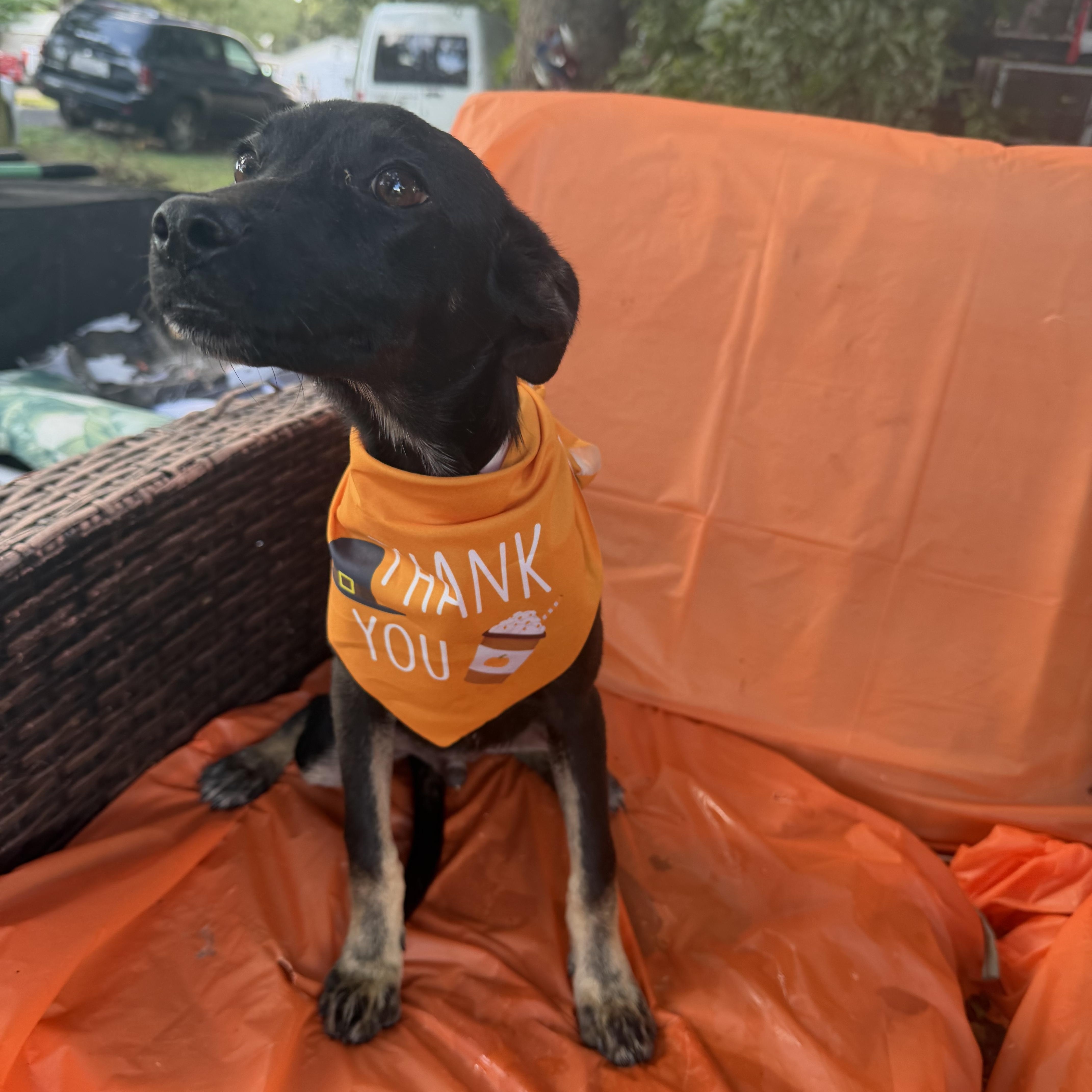 Enlarge Adam, a Adoptable mixed breed in Warwick, RI image 1/5
