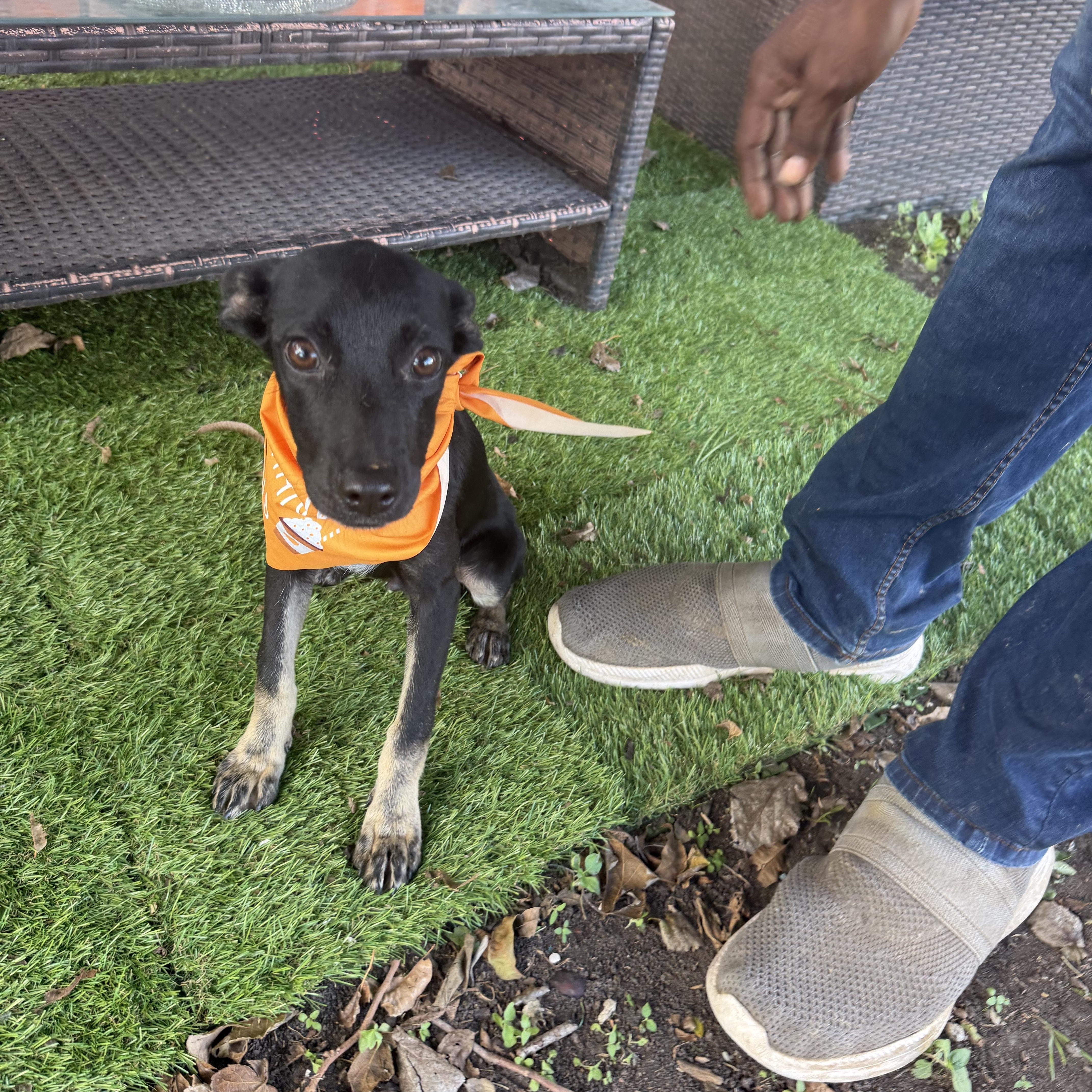 Enlarge Adam, a Adoptable mixed breed in Warwick, RI image 4/5