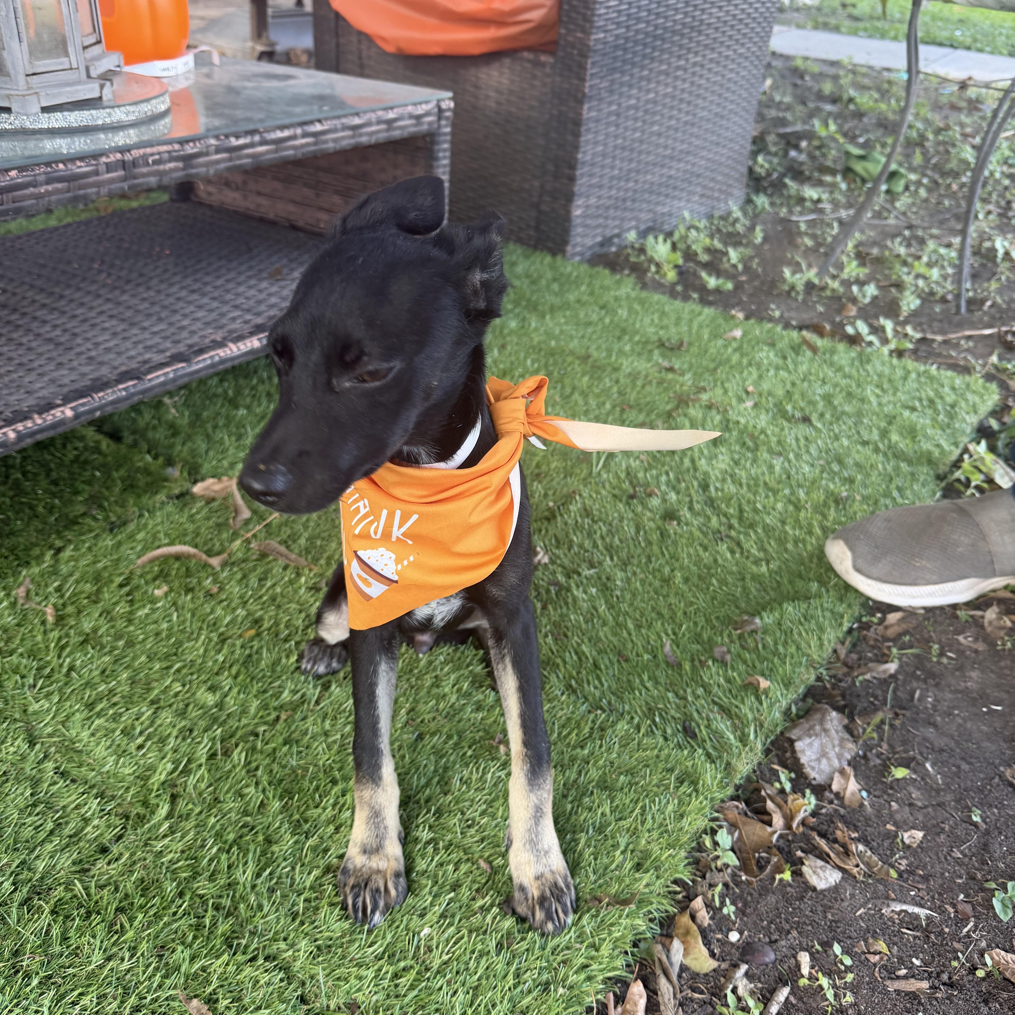 Enlarge Adam, a Adoptable mixed breed in Warwick, RI image 3/5