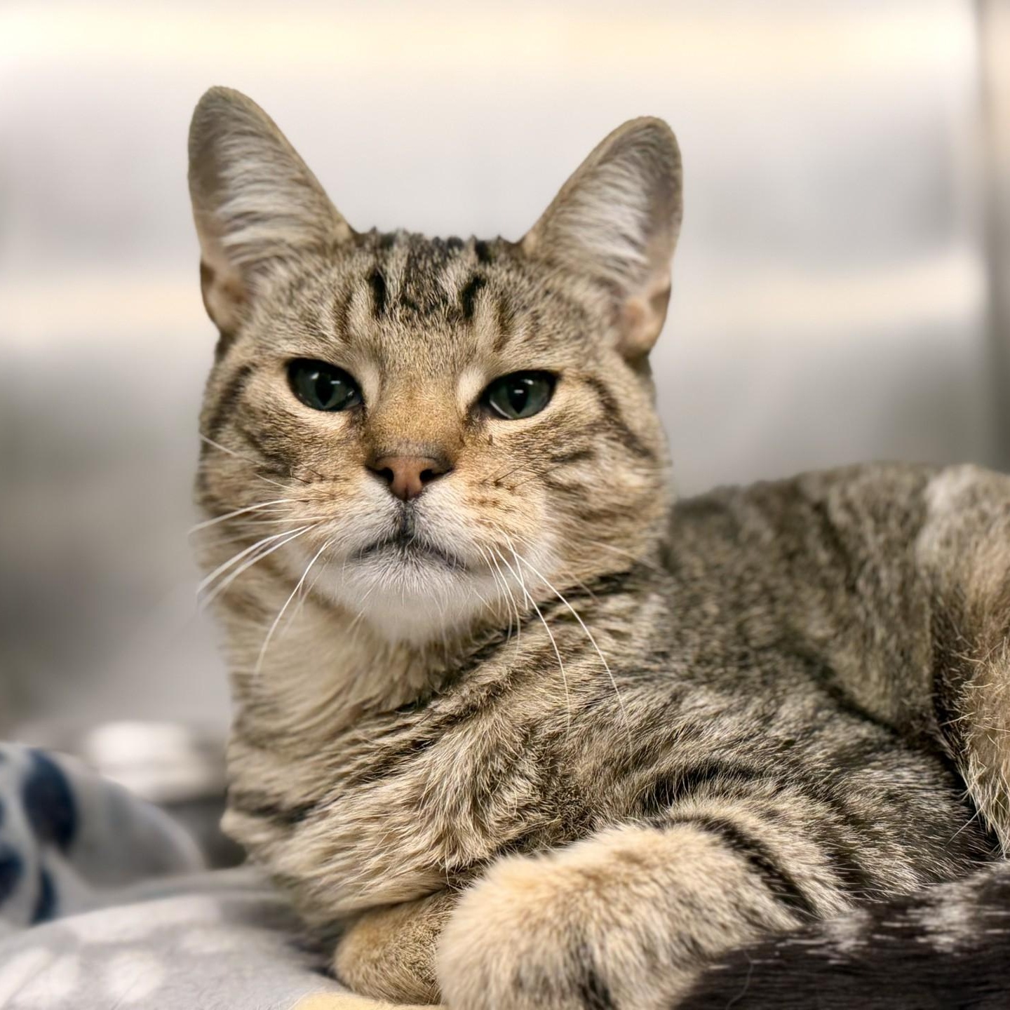 Obie, Adopted, Young Male Domestic Short Hair.