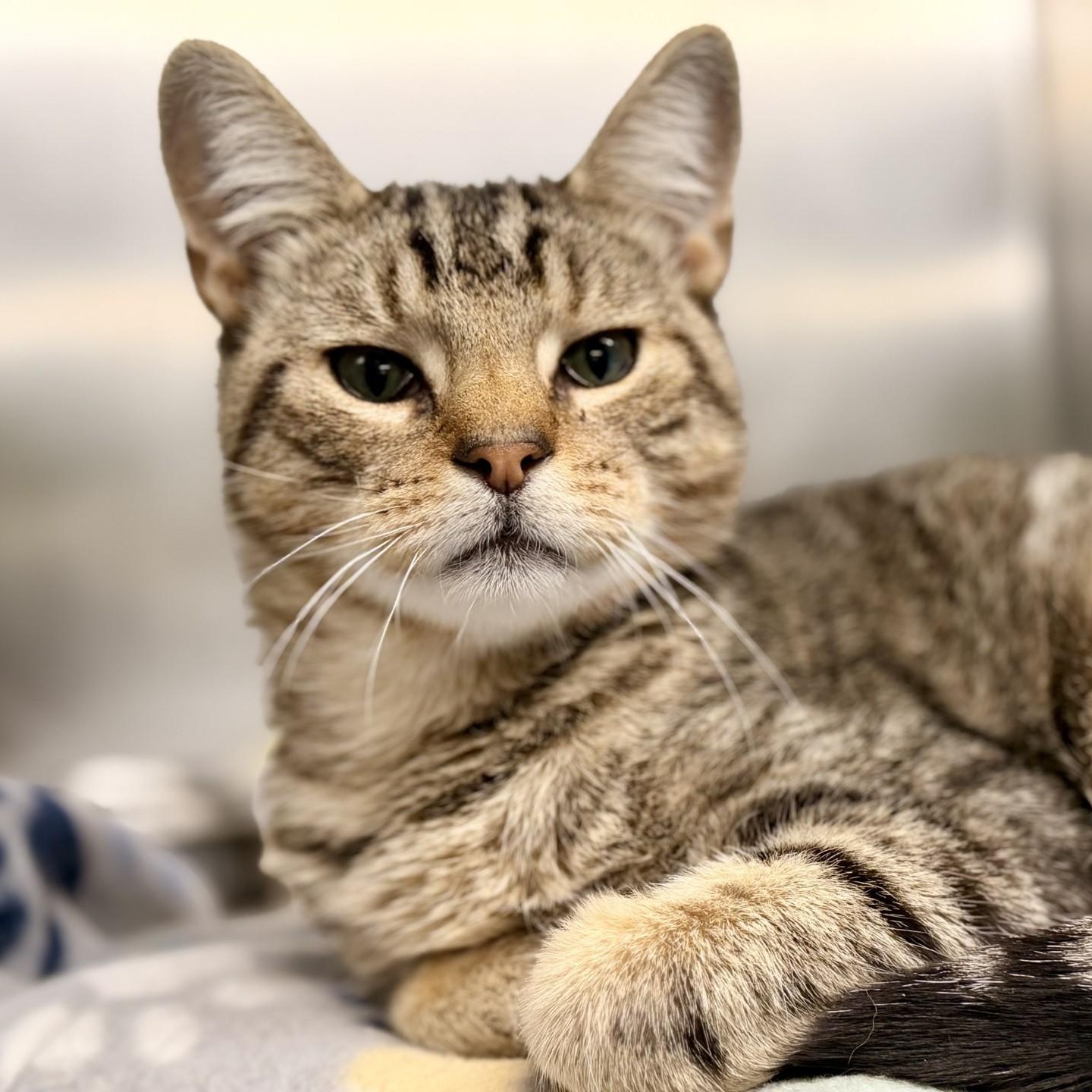 Enlarge Obie, a Adopted Domestic Short Hair in Jackson, NJ image 2/2