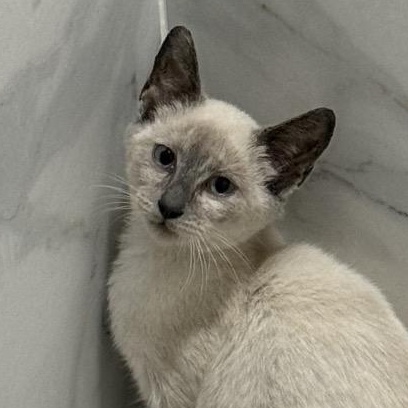 Enlarge Sybil, a Adoptable Siamese in Richmond, VA image 1/1