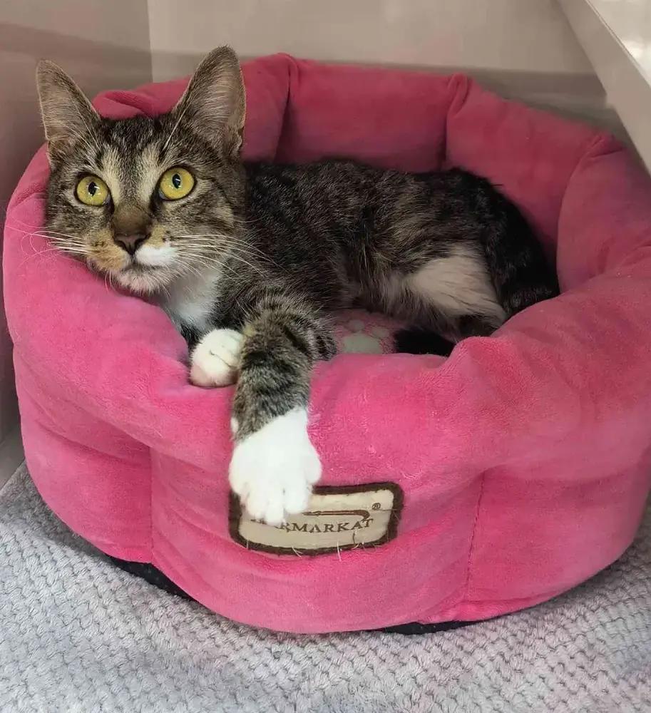 Abby, Adoptable, Adult Female Domestic Short Hair.