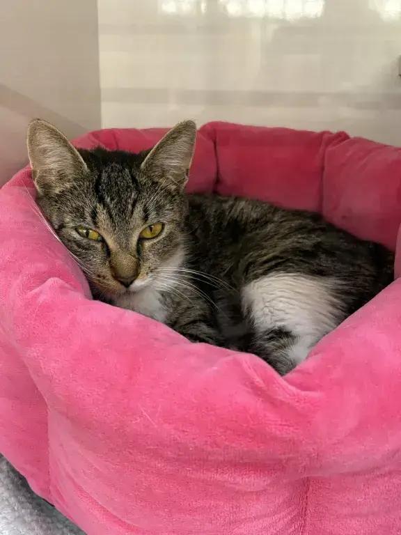 Abby, Adoptable, Adult Female Domestic Short Hair.