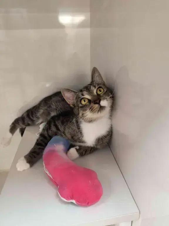 Enlarge Abby, a Adoptable mixed breed in Grand Rapids, MI image 4/6