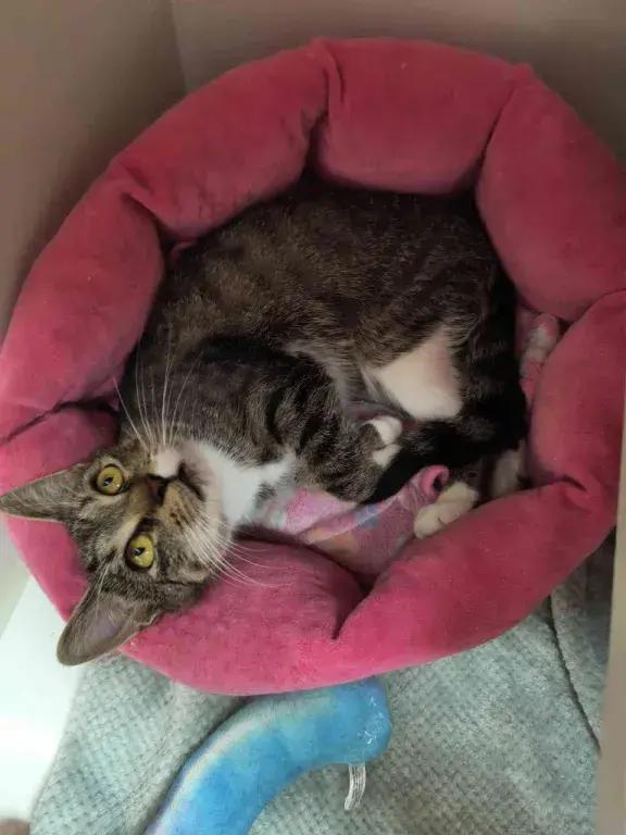 Enlarge Abby, a Adoptable mixed breed in Grand Rapids, MI image 6/6