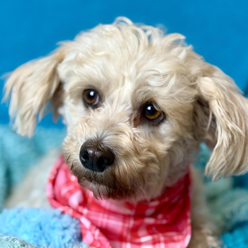 Dottie, an adopted mixed breed in Austin, TX image 5/6