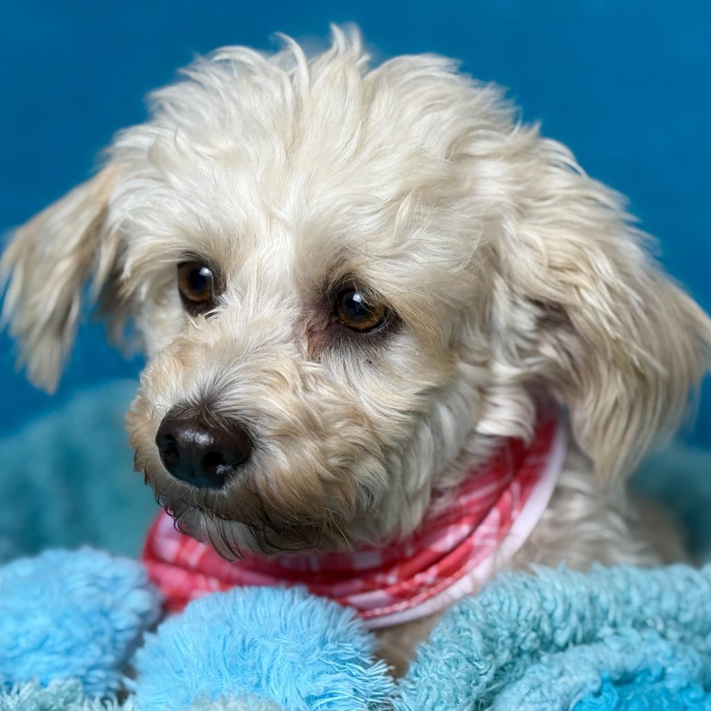 Dottie, an adopted mixed breed in Austin, TX image 4/6