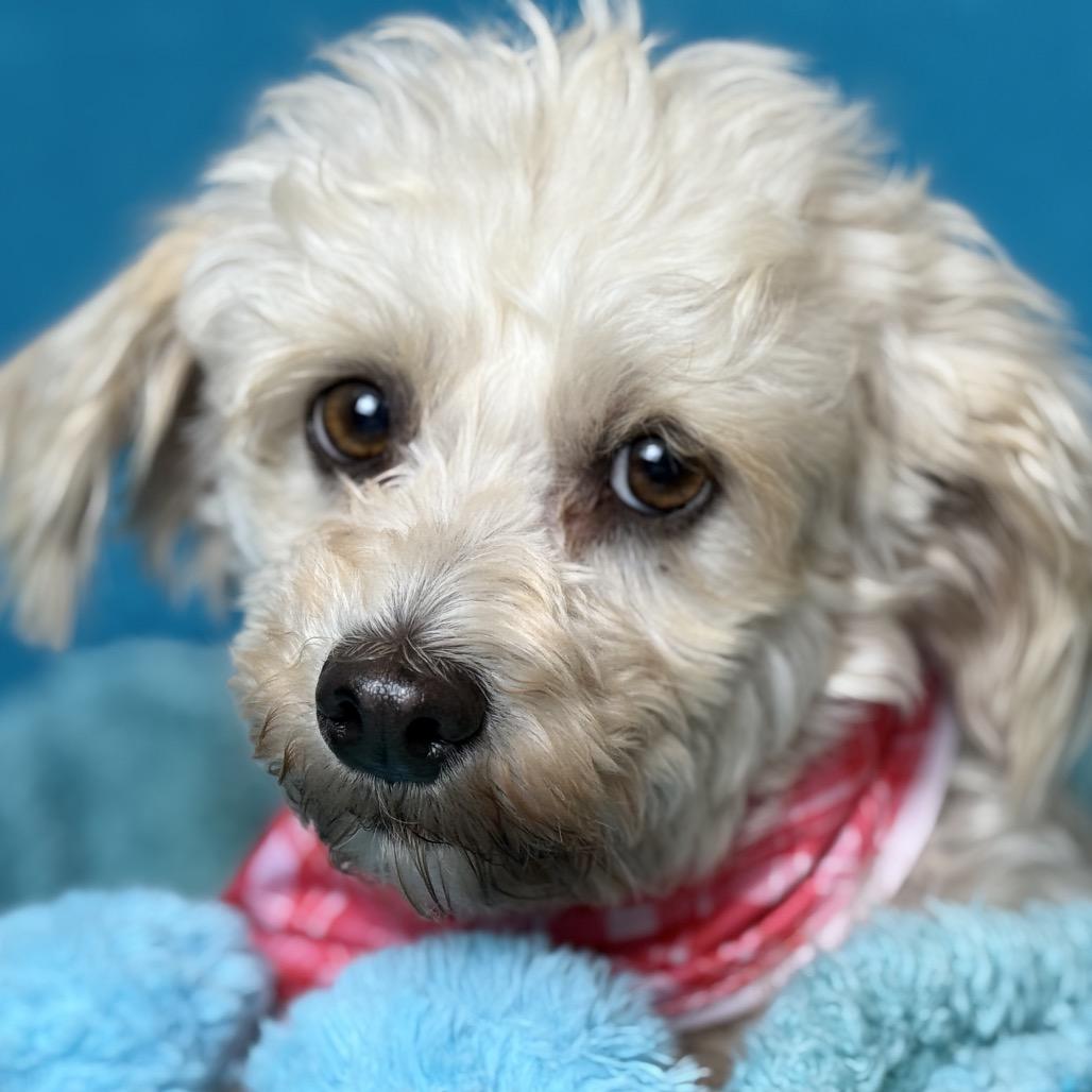 Dottie, an adopted mixed breed in Austin, TX image 2/6