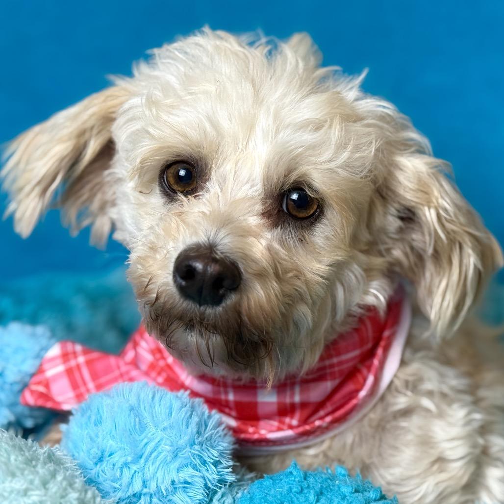 Dottie, an adopted mixed breed in Austin, TX image 3/6