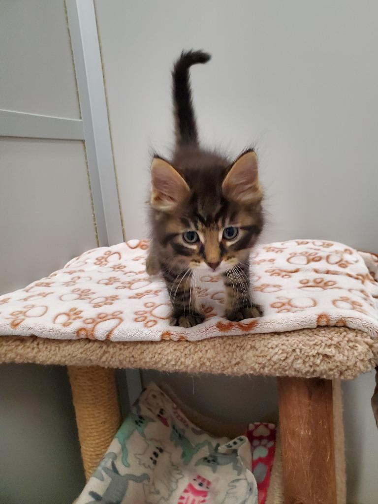 Astro, Adoptable, Kitten Male Domestic Short Hair.