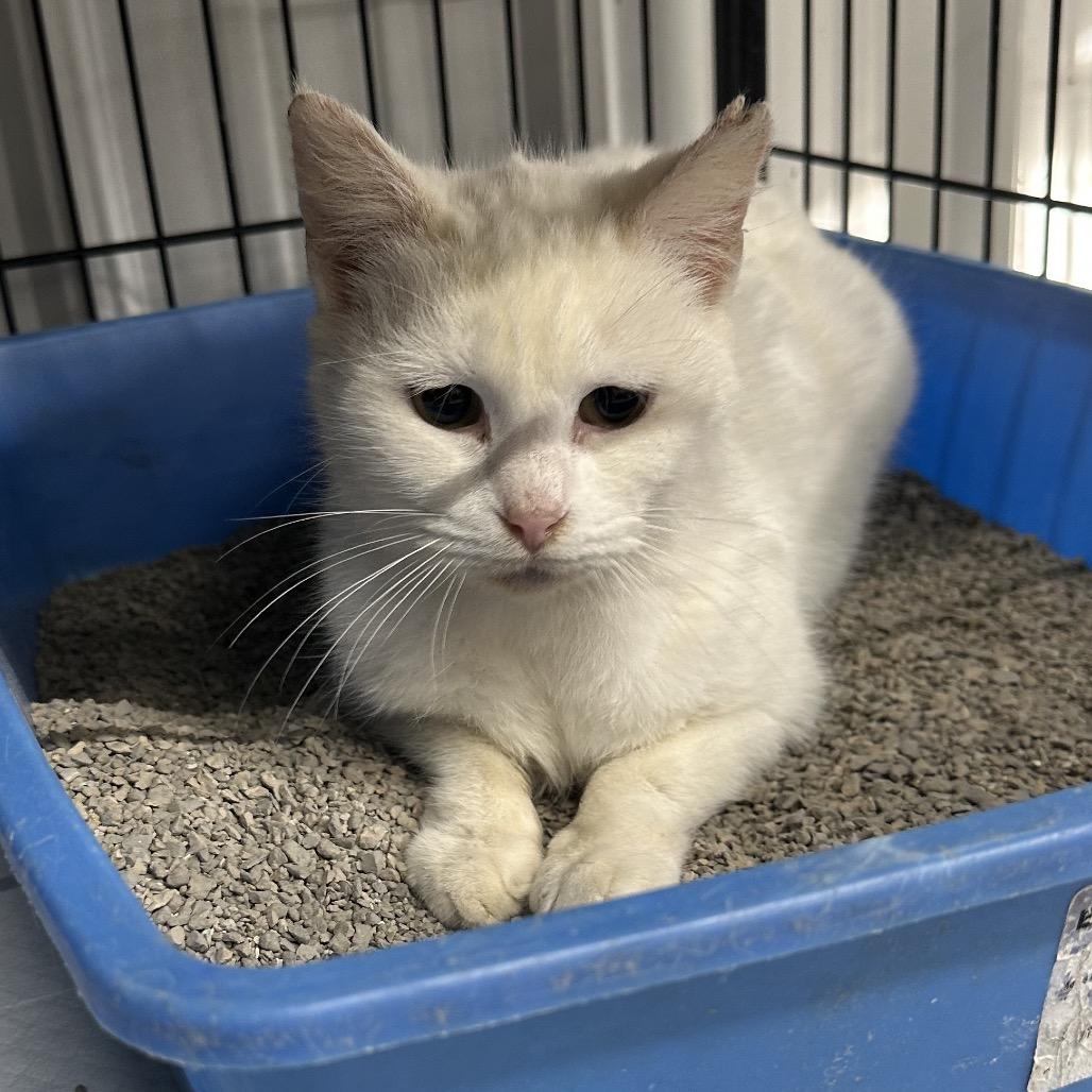 Enlarge Monkey, a Adoptable Domestic Short Hair in Corbin, KY image 1/1