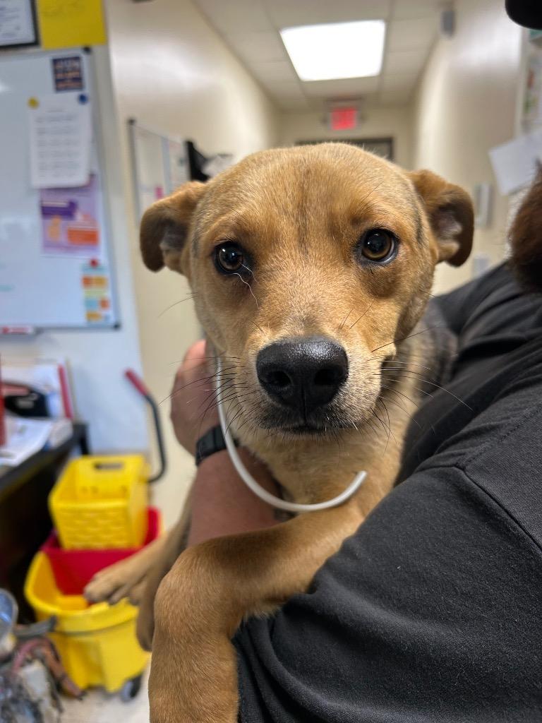 Prince, Adoptable, Young Male Mixed Breed.