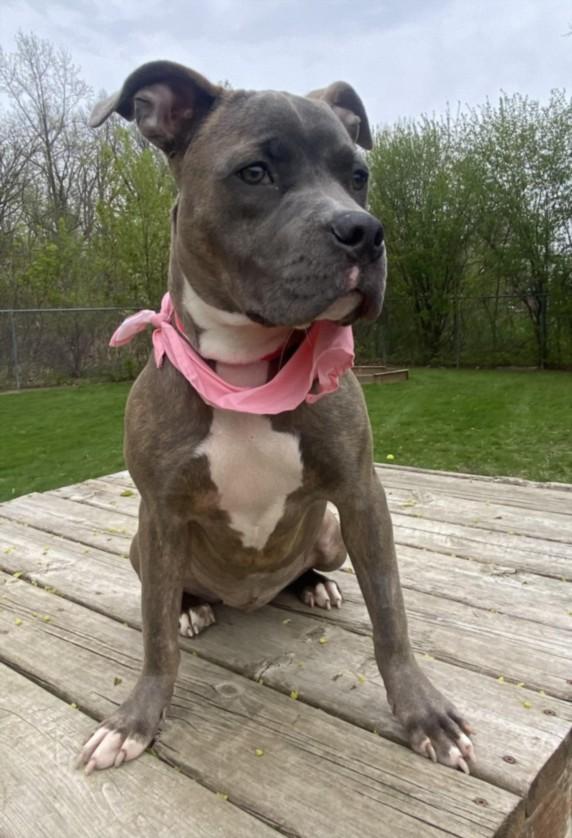 Enlarge GIDGET, a Adoptable Pit Bull Terrier in Clinton Township, MI image 1/1