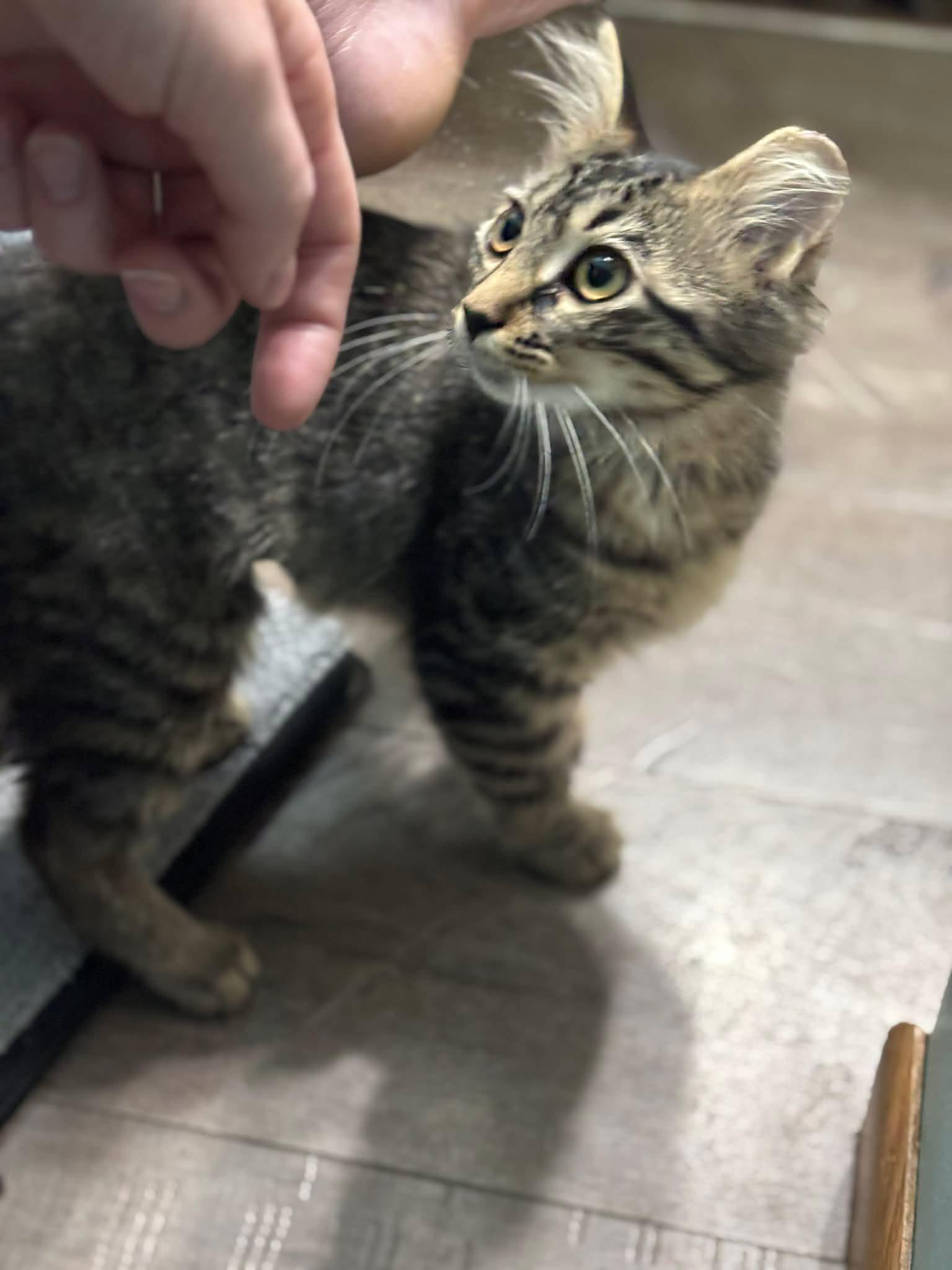 Enlarge Elizabeth Taylor, a ADOPTABLE Domestic Short Hair in Overland Park, KS image 4/5