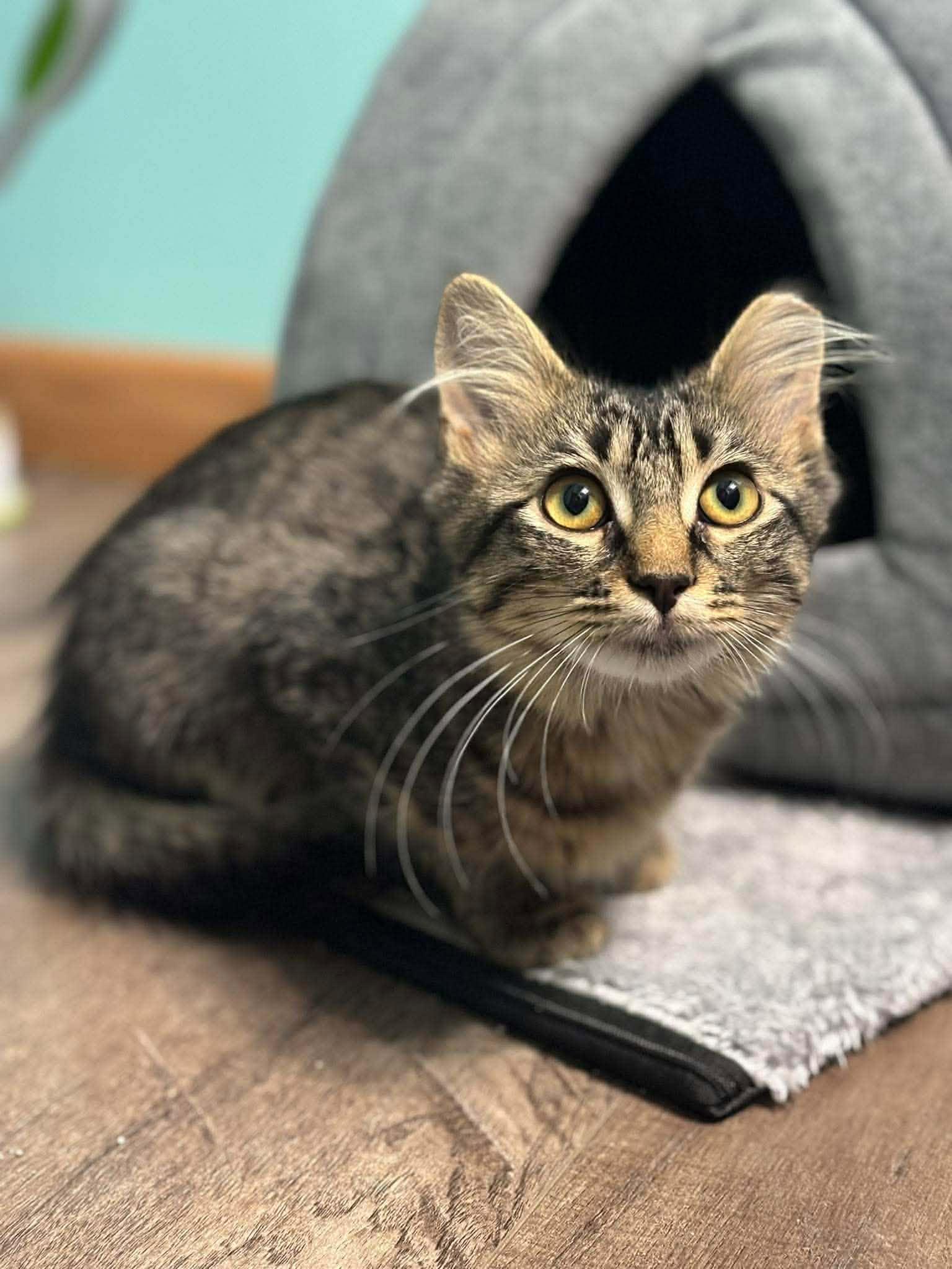 Enlarge Elizabeth Taylor, a ADOPTABLE Domestic Short Hair in Overland Park, KS image 3/5