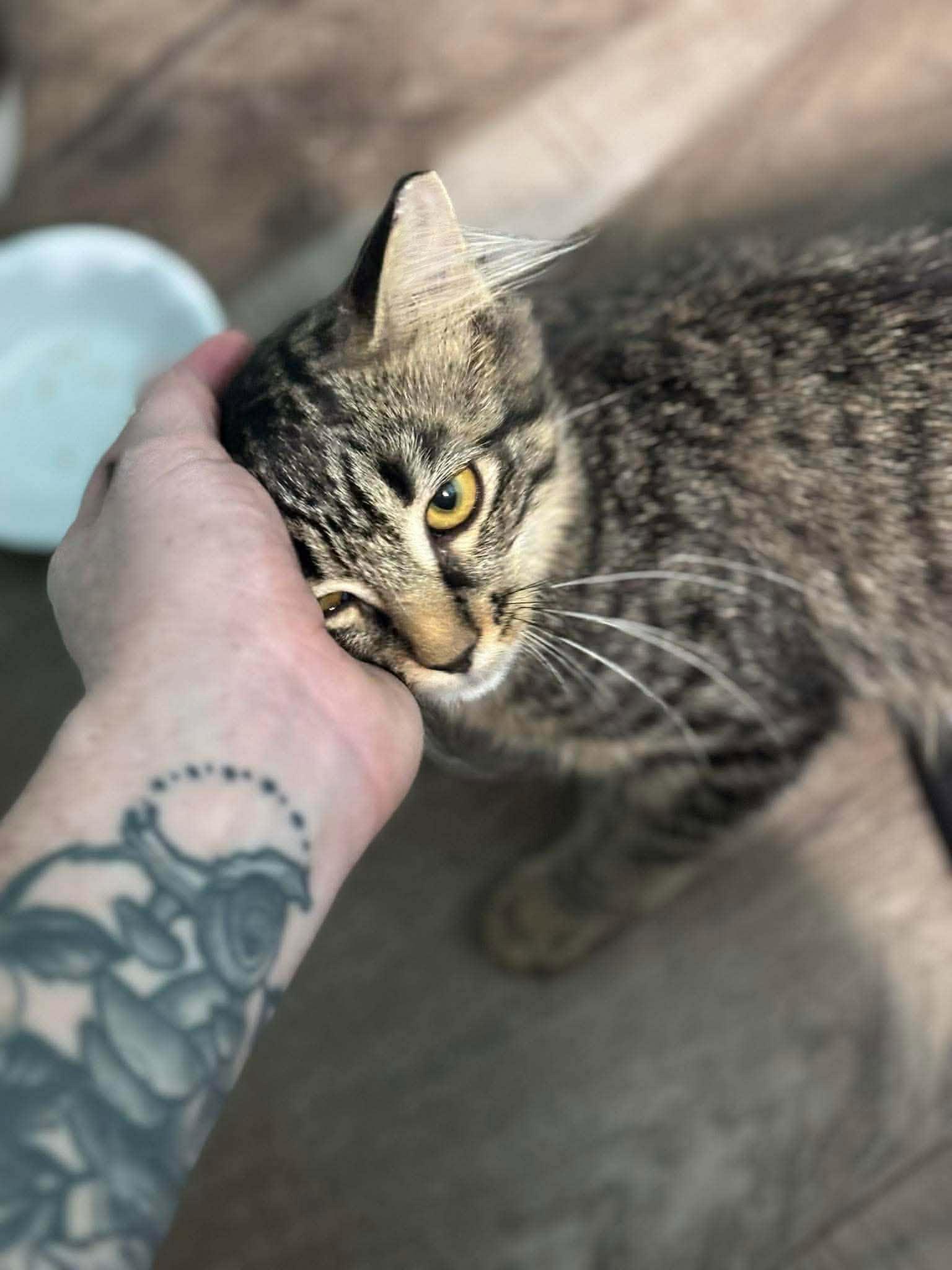 Enlarge Elizabeth Taylor, a ADOPTABLE Domestic Short Hair in Overland Park, KS image 2/5