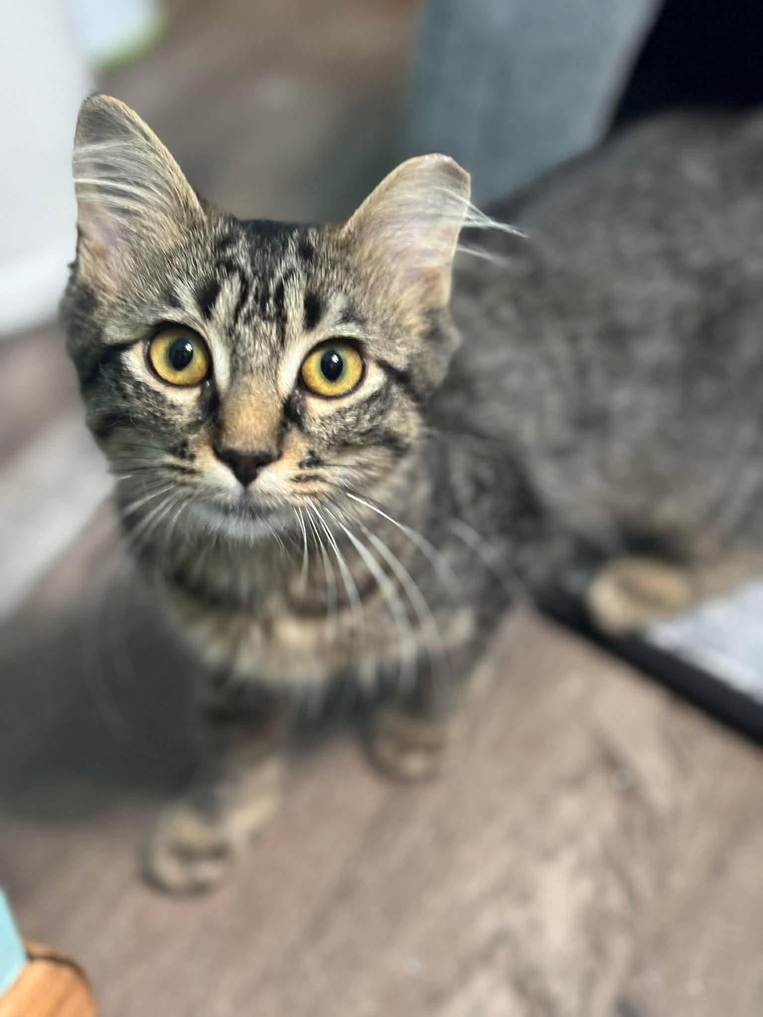 Elizabeth Taylor, ADOPTABLE, Kitten Female Domestic Short Hair.