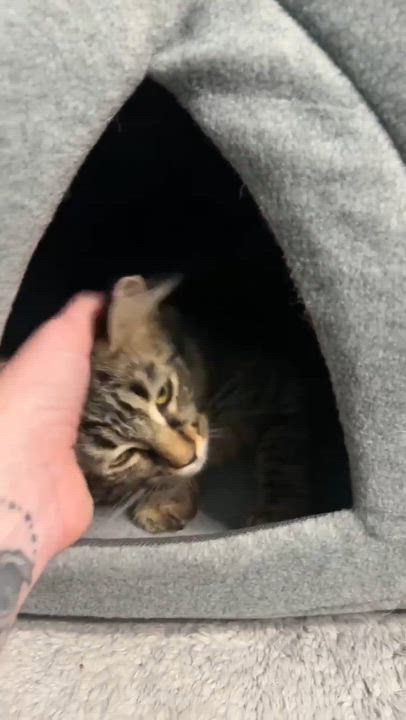 Enlarge Elizabeth Taylor, a ADOPTABLE Domestic Short Hair in Overland Park, KS video 5/5