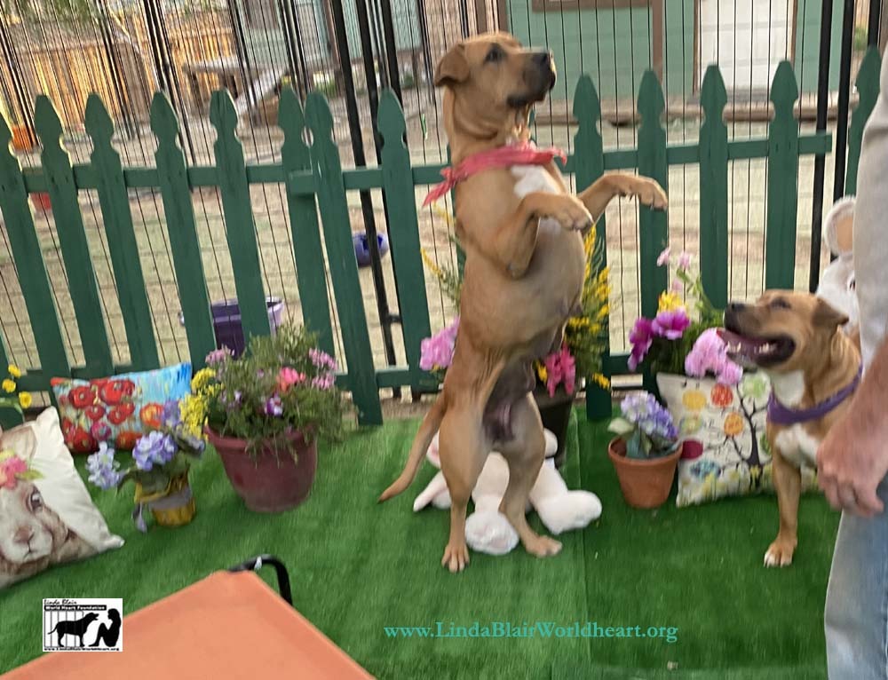 Adorable MOLLY AND SISTER ROSITA, a Adoptable mixed breed in Acton, CA image 1/5