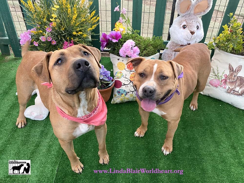 Adorable MOLLY AND SISTER ROSITA, a Adoptable mixed breed in Acton, CA image 3/5