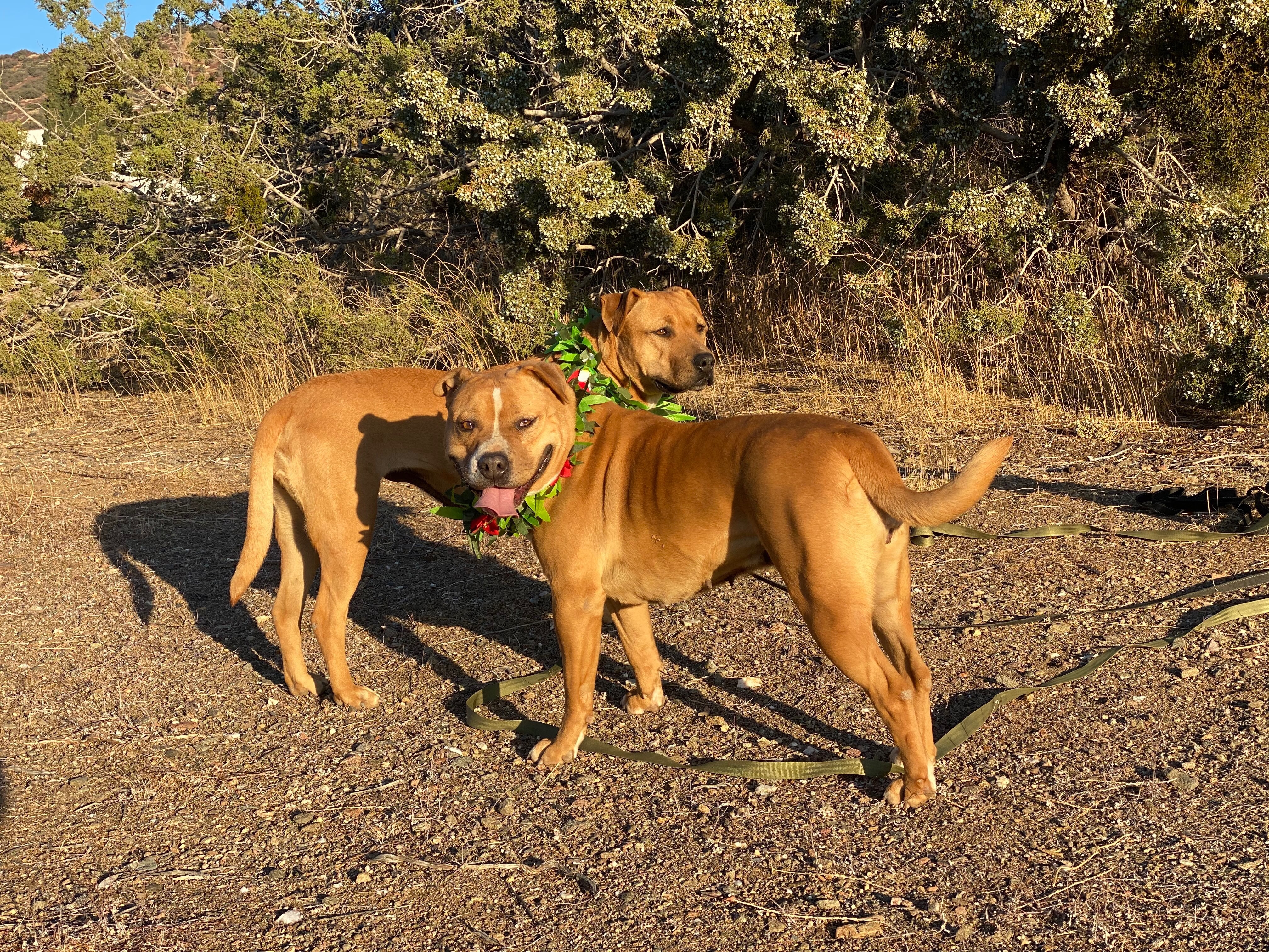 Adorable MOLLY AND SISTER ROSITA, a Adoptable mixed breed in Acton, CA image 4/5