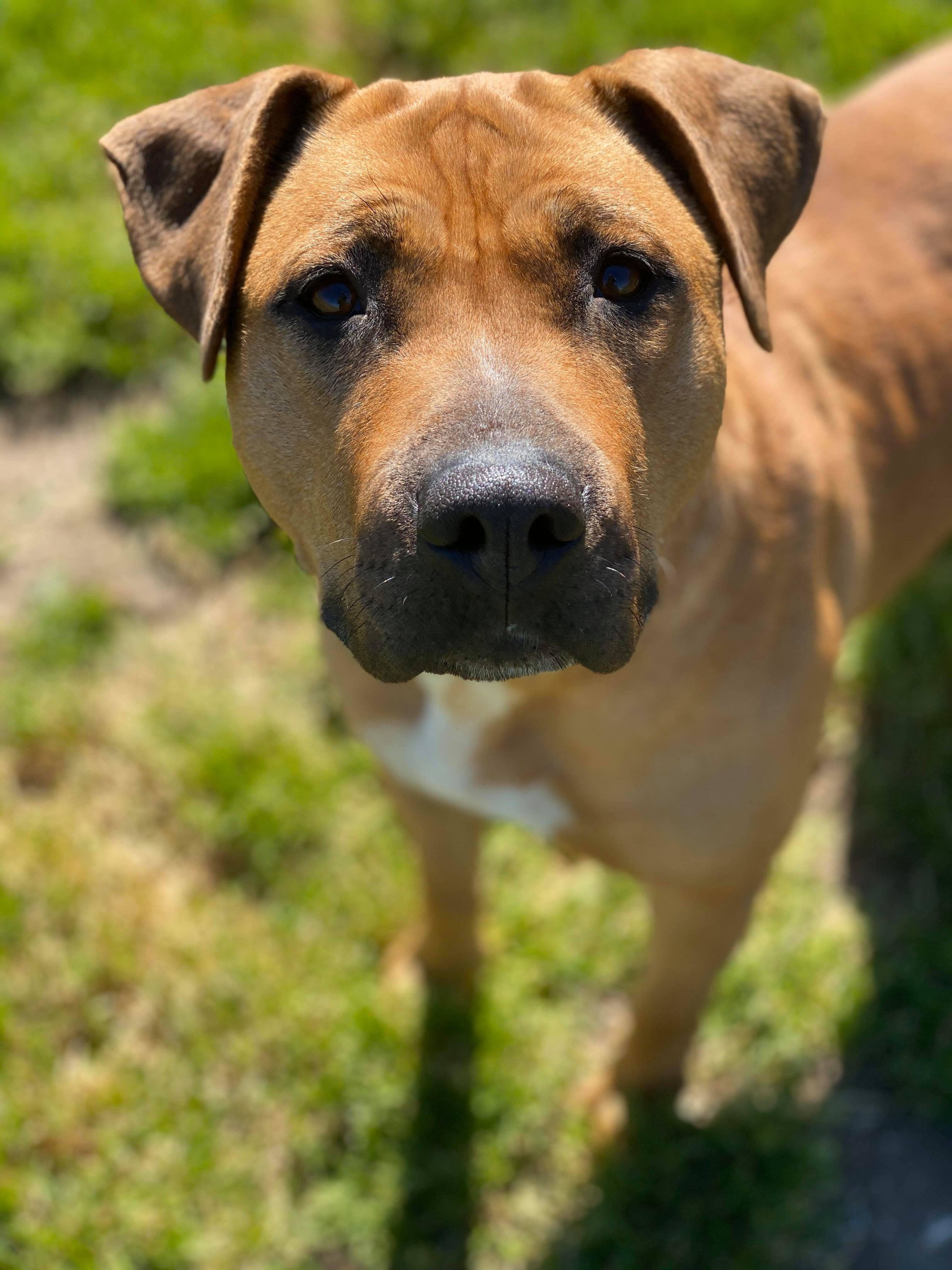 Adorable MOLLY AND SISTER ROSITA, a Adoptable mixed breed in Acton, CA image 5/5