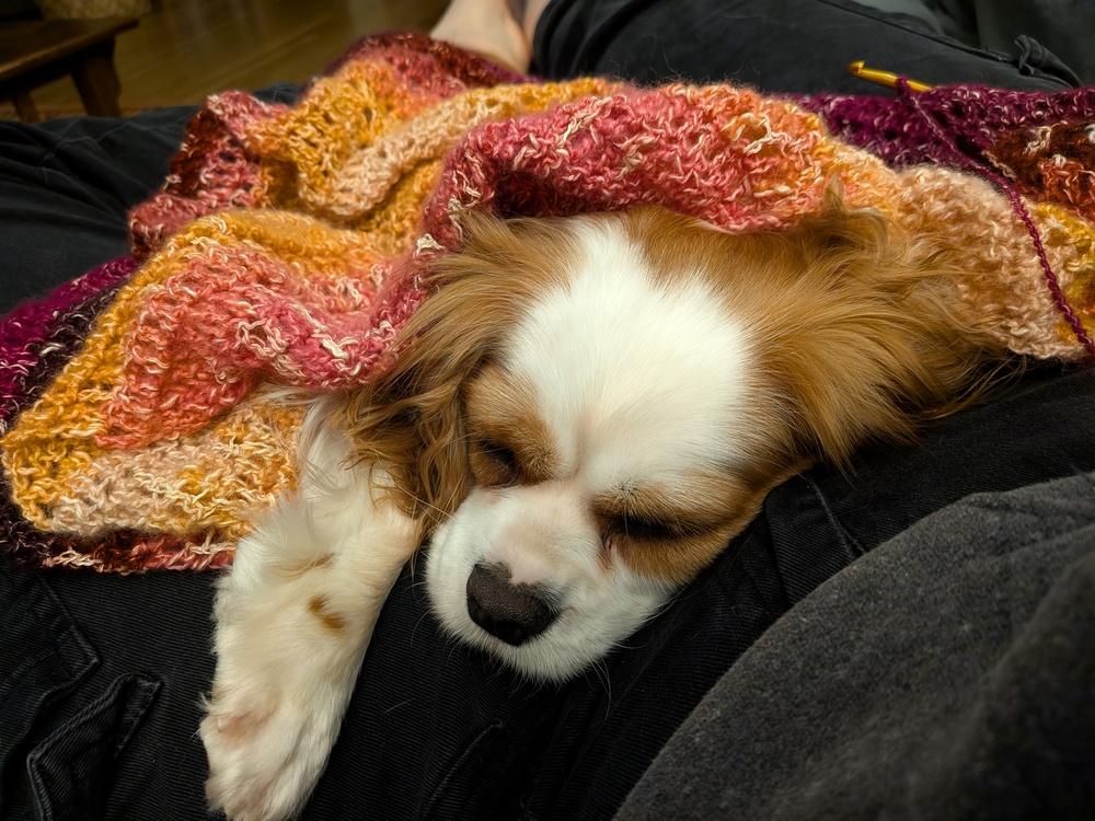 Enlarge Phoebe, a Adoptable Cavalier King Charles Spaniel in Columbus, OH image 1/6