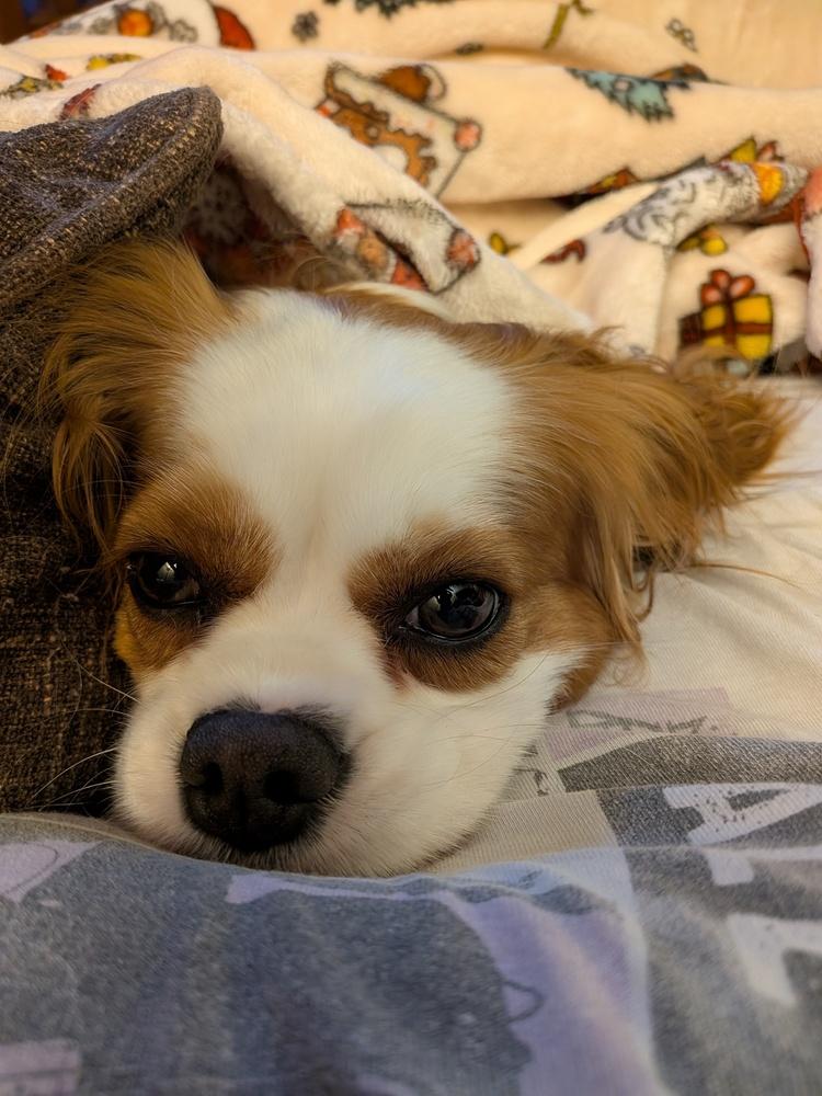 Enlarge Phoebe, a Adoptable Cavalier King Charles Spaniel in Columbus, OH image 2/6