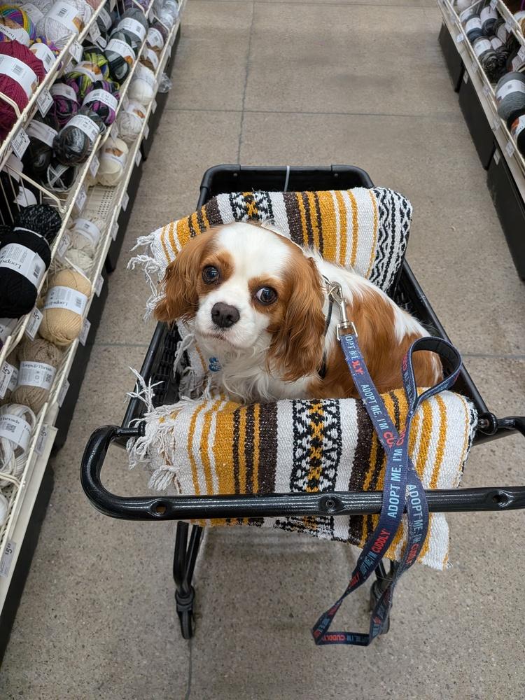 Enlarge Phoebe, a Adoptable Cavalier King Charles Spaniel in Columbus, OH image 3/6