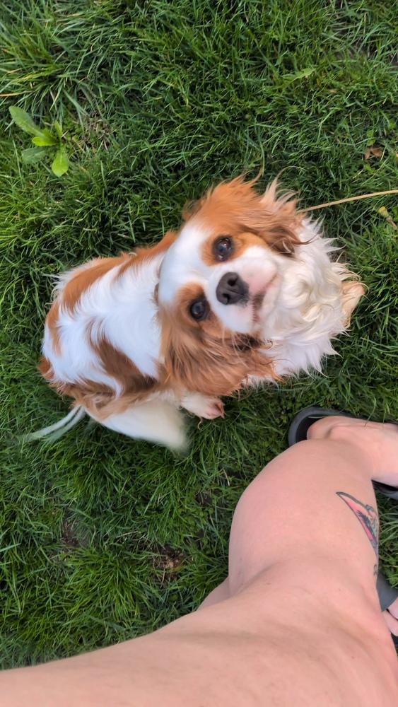 Enlarge Phoebe, a Adoptable Cavalier King Charles Spaniel in Columbus, OH image 4/6
