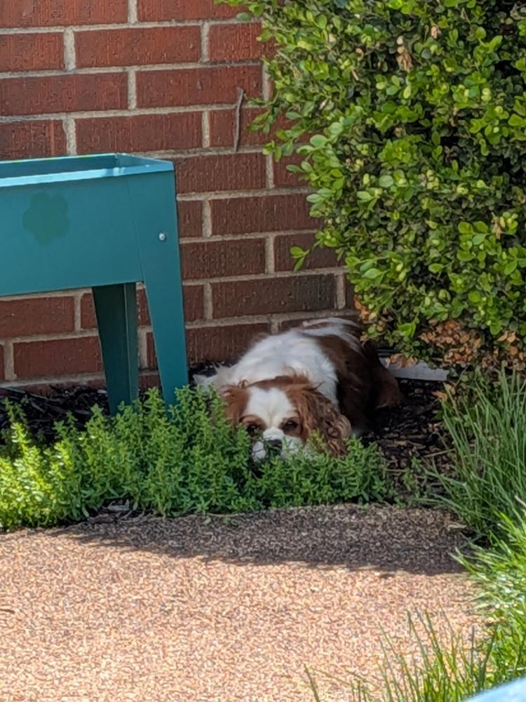 Enlarge Phoebe, a Adoptable Cavalier King Charles Spaniel in Columbus, OH image 5/6