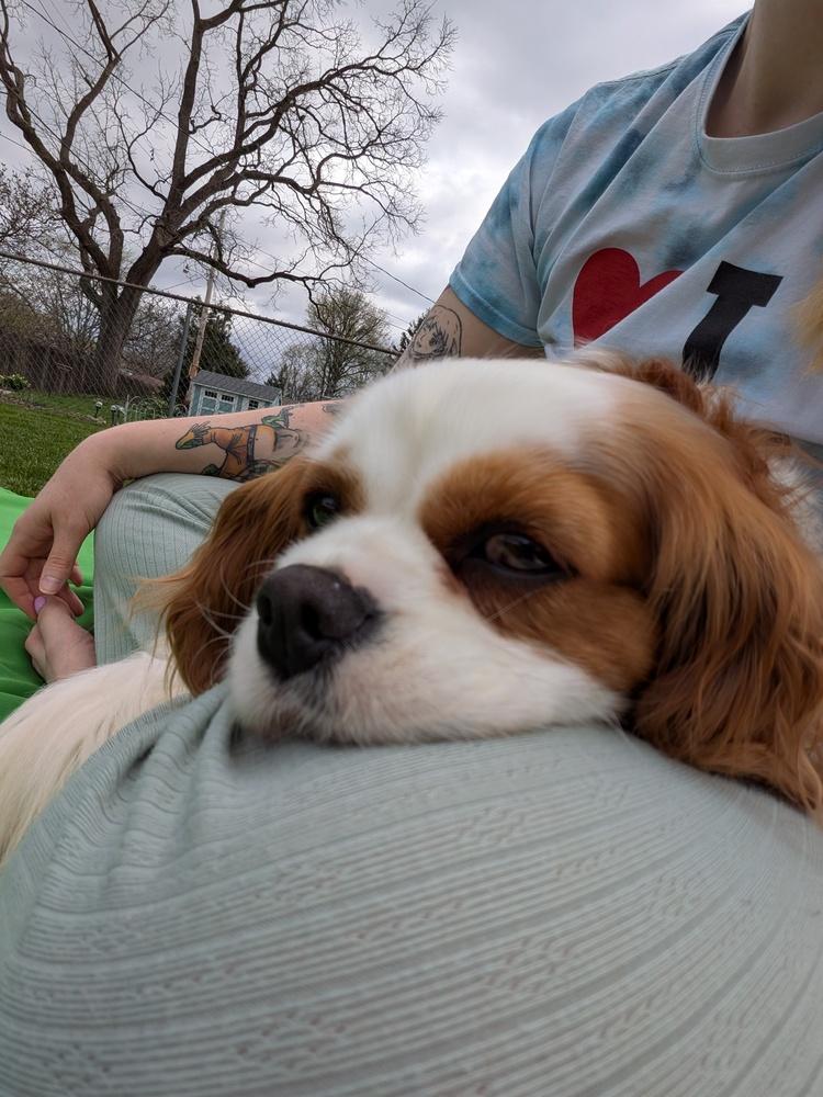 Enlarge Phoebe, a Adoptable Cavalier King Charles Spaniel in Columbus, OH image 6/6