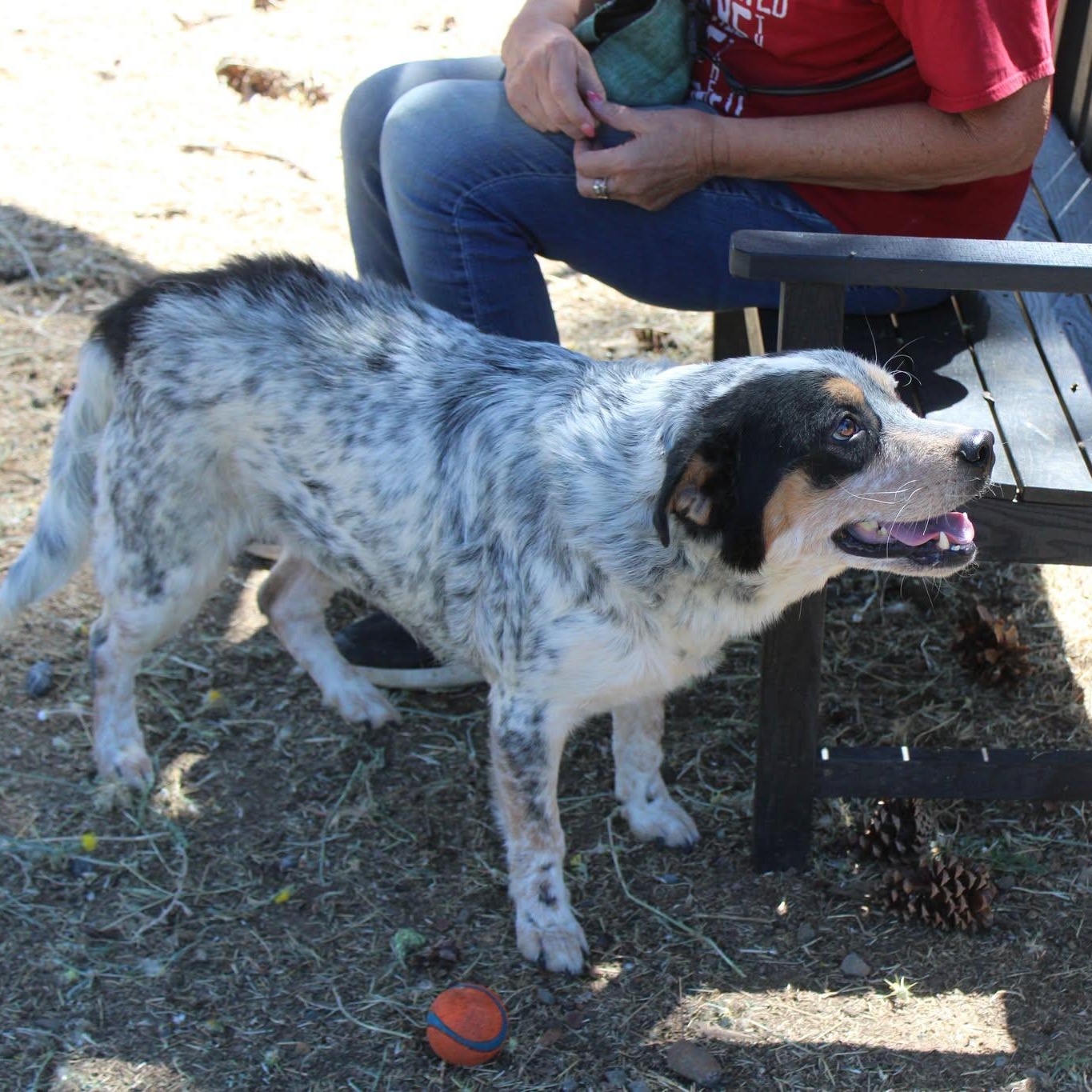 River, a ADOPTABLE mixed breed in Weaverville, CA image 2/6