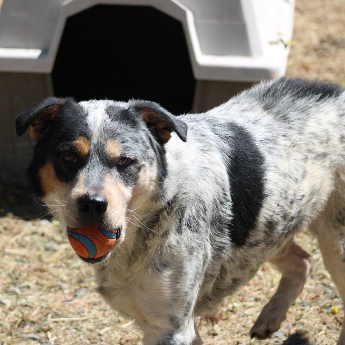River, a ADOPTABLE mixed breed in Weaverville, CA image 3/6