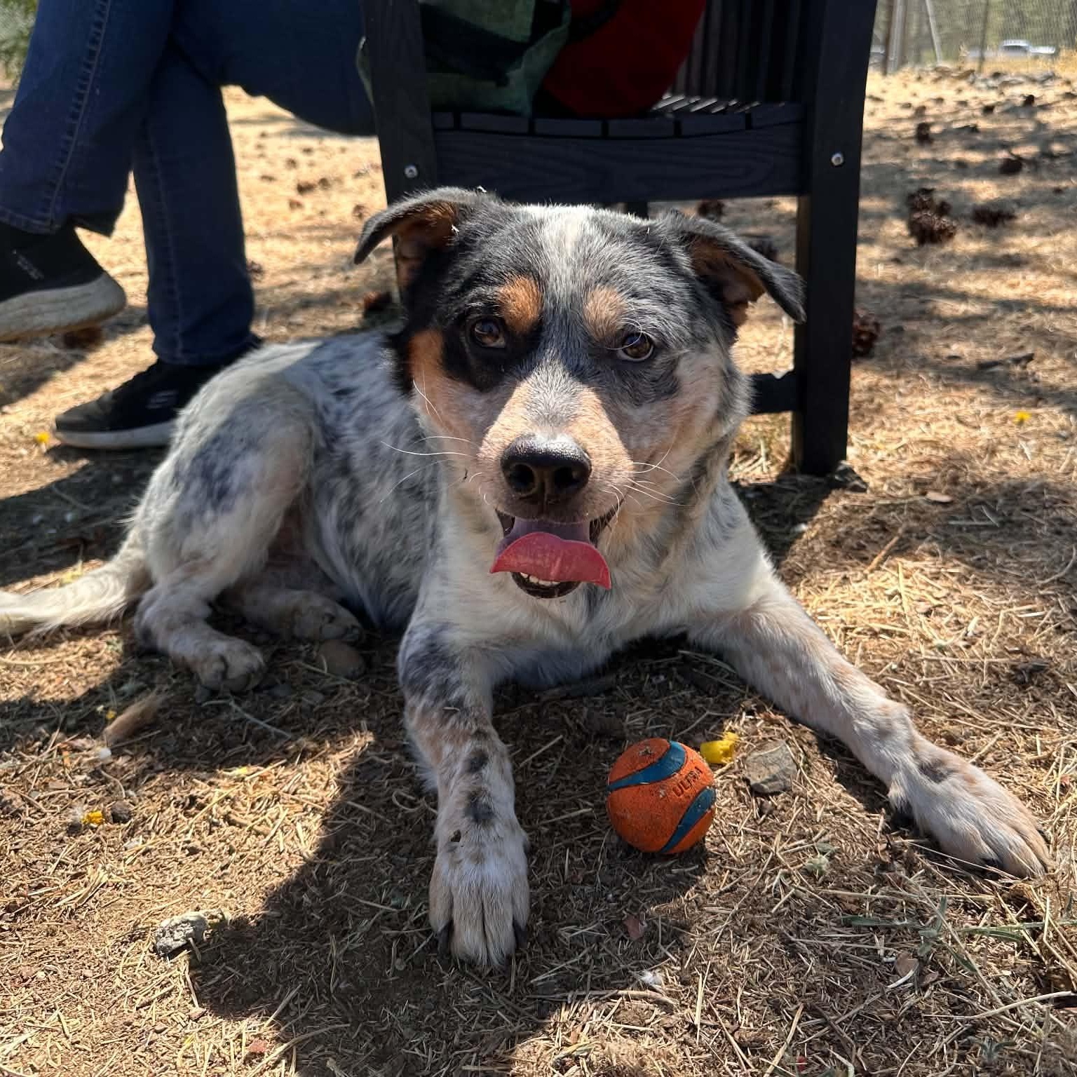 River, ADOPTABLE, Adult Male Australian Cattle Dog / Blue Heeler.