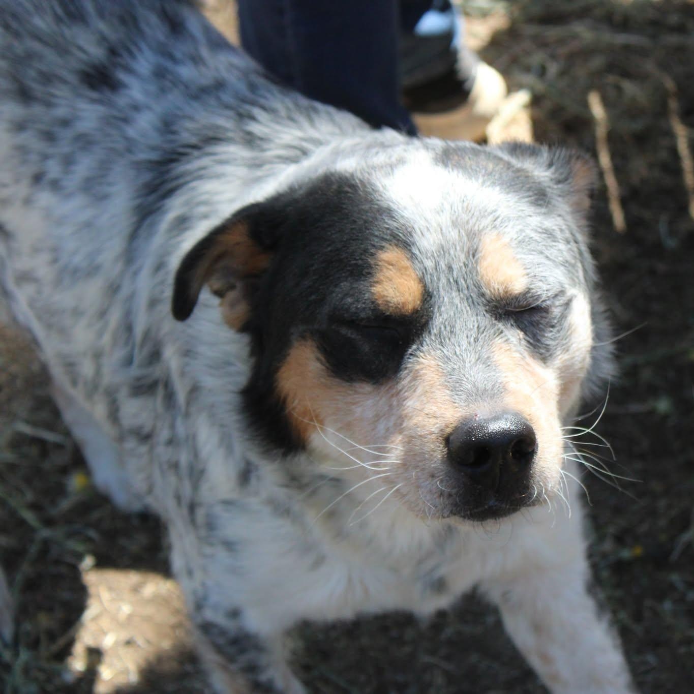 River, a ADOPTABLE mixed breed in Weaverville, CA image 5/6