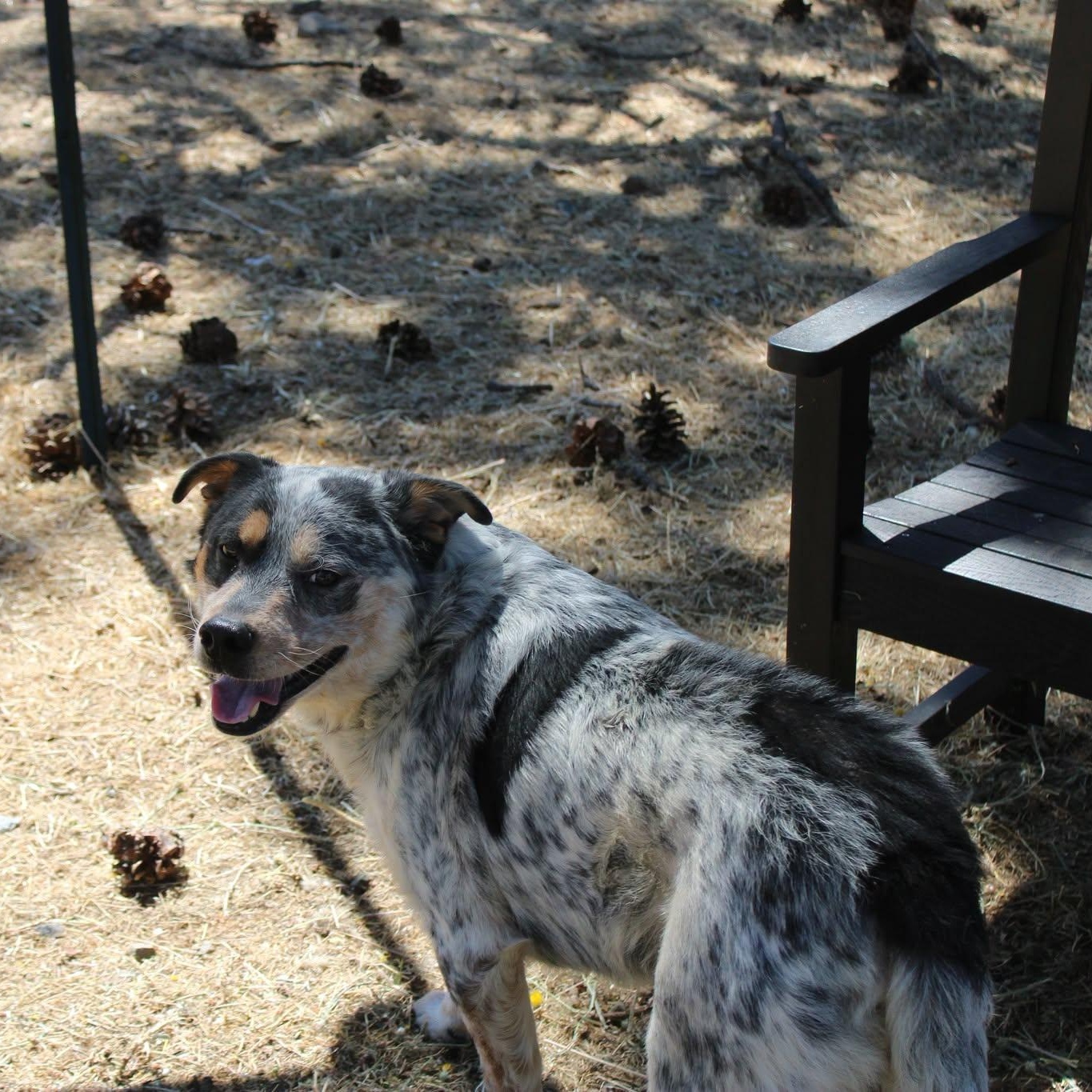 River, a ADOPTABLE mixed breed in Weaverville, CA image 4/6