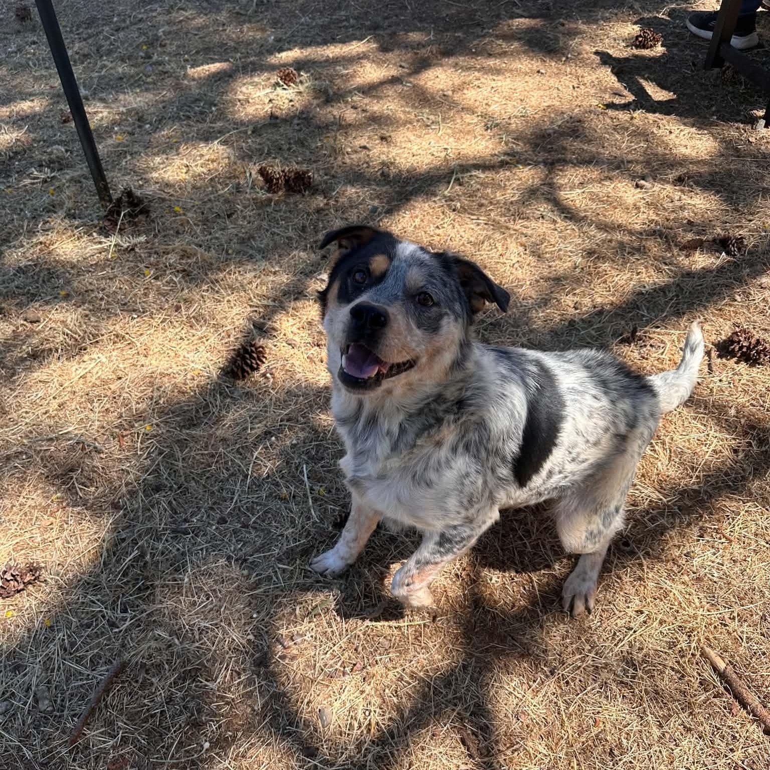 River, a ADOPTABLE mixed breed in Weaverville, CA image 6/6