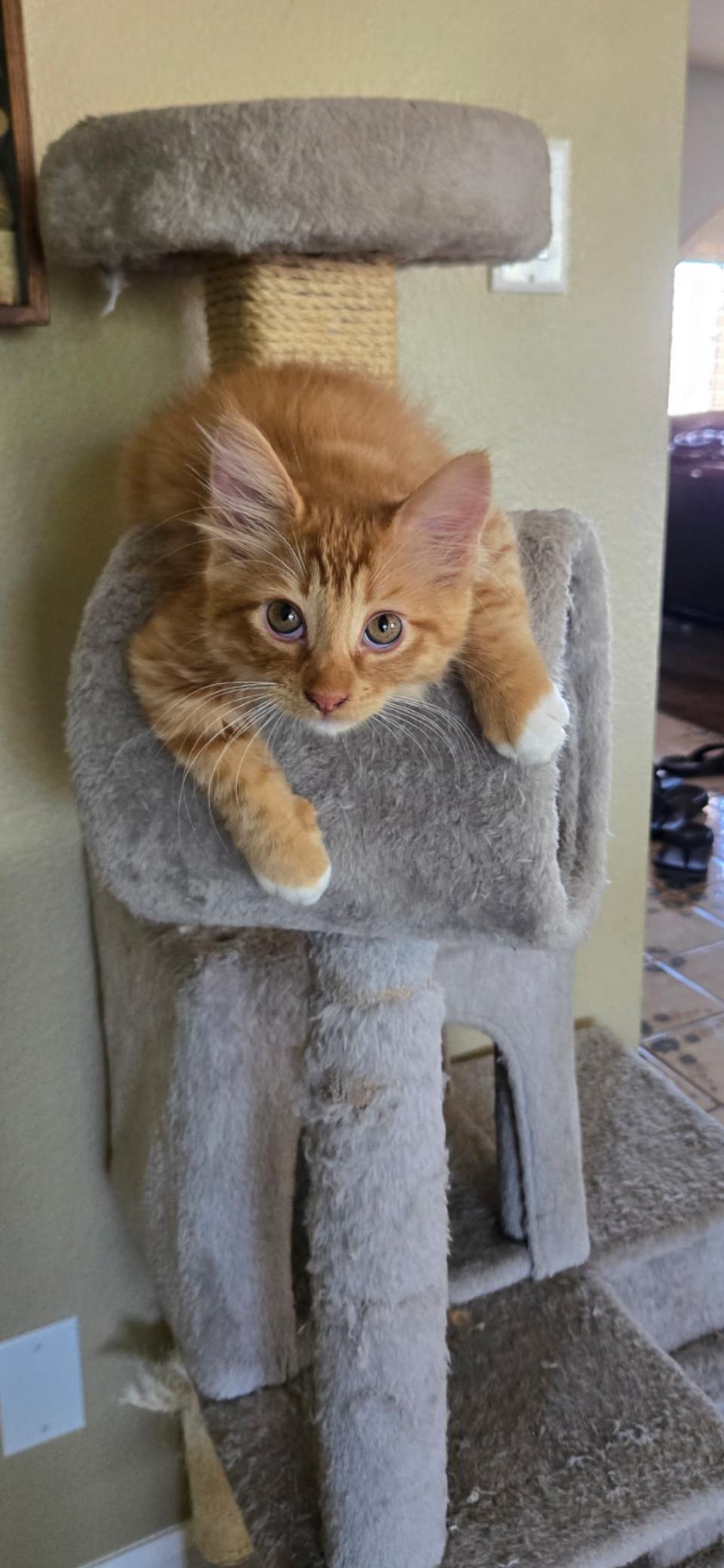 Crumpet, Adopted, Young Male Domestic Short Hair.