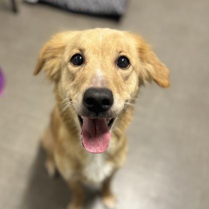 Enlarge Ella, an adopted mixed breed in Sacramento, CA image 1/1